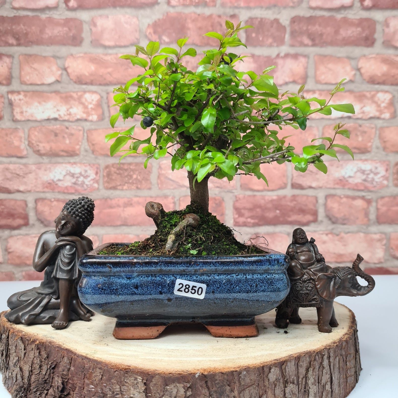 Bird Plum (Sageretia) Bonsai Tree | Broom | In 15cm Pot  | S251964