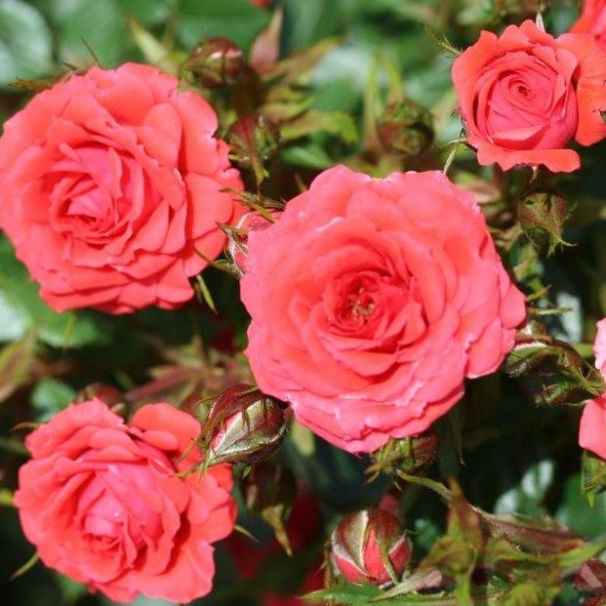 Rose Birthday Wishes | Patio Rose | 4L Potted  | S251640