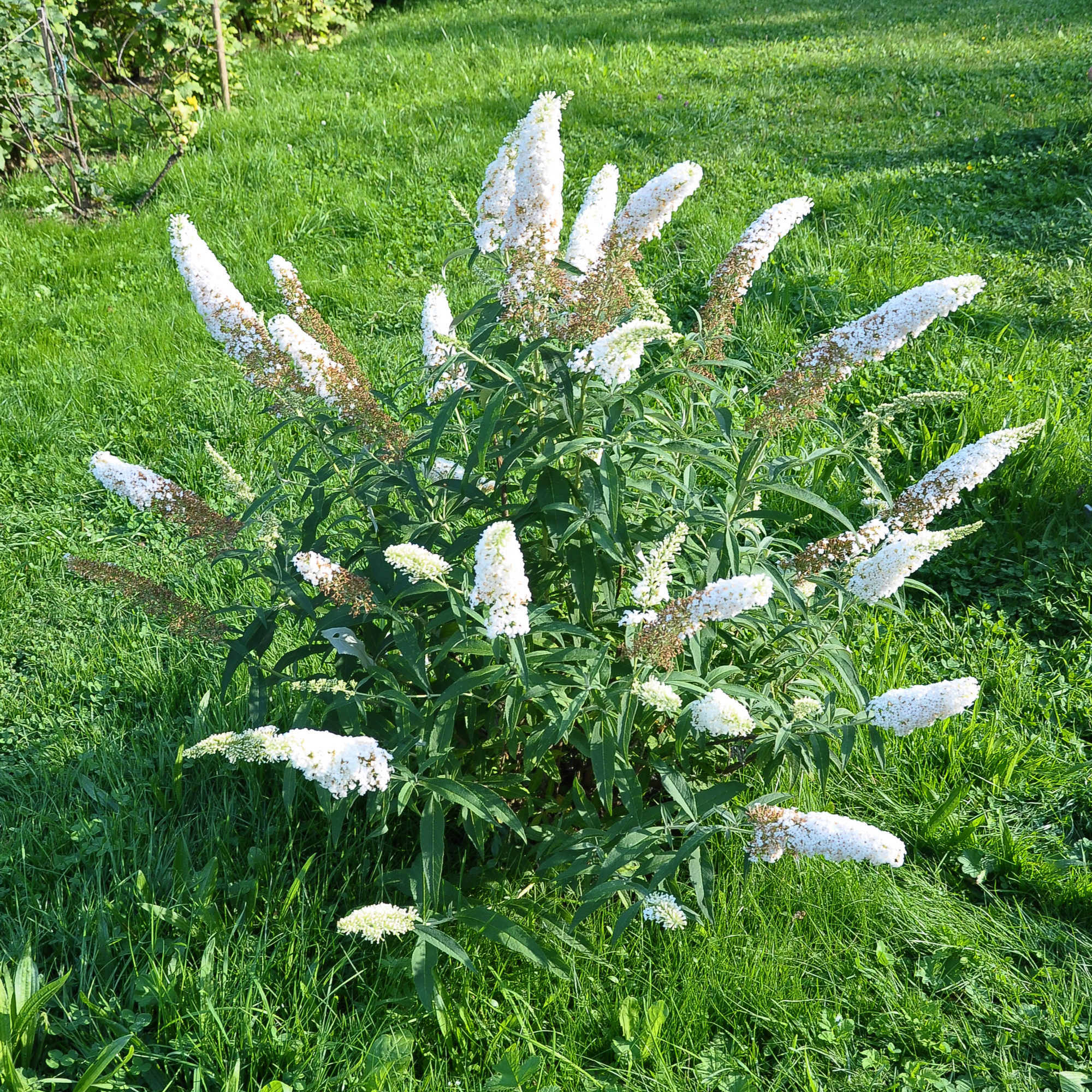 Buddleja Butterfly Candy 'Little White' 9cm/1L/3L  | S251618