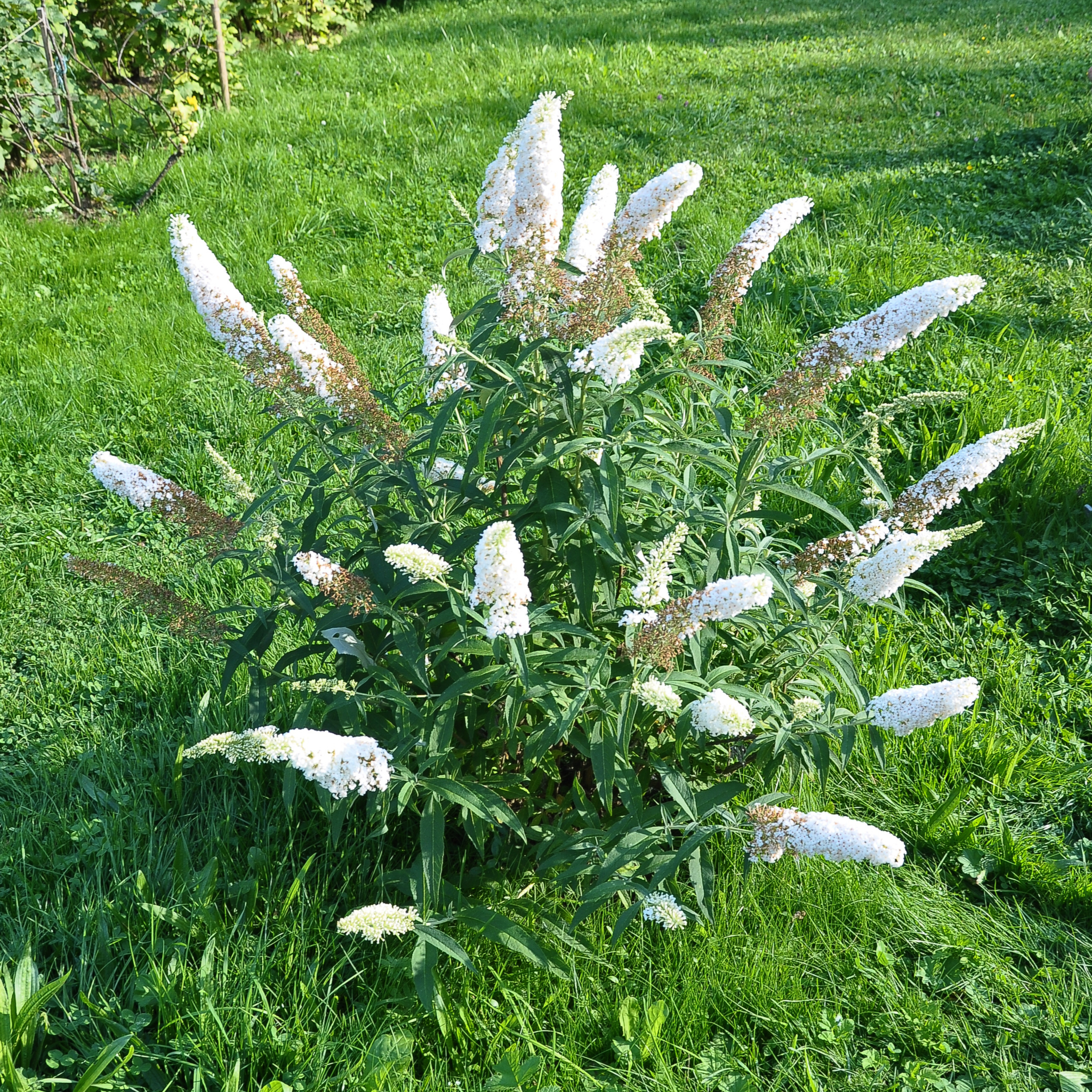 Buddleja Butterfly Candy 'Little White' 9cm/1L/3L  | S251618
