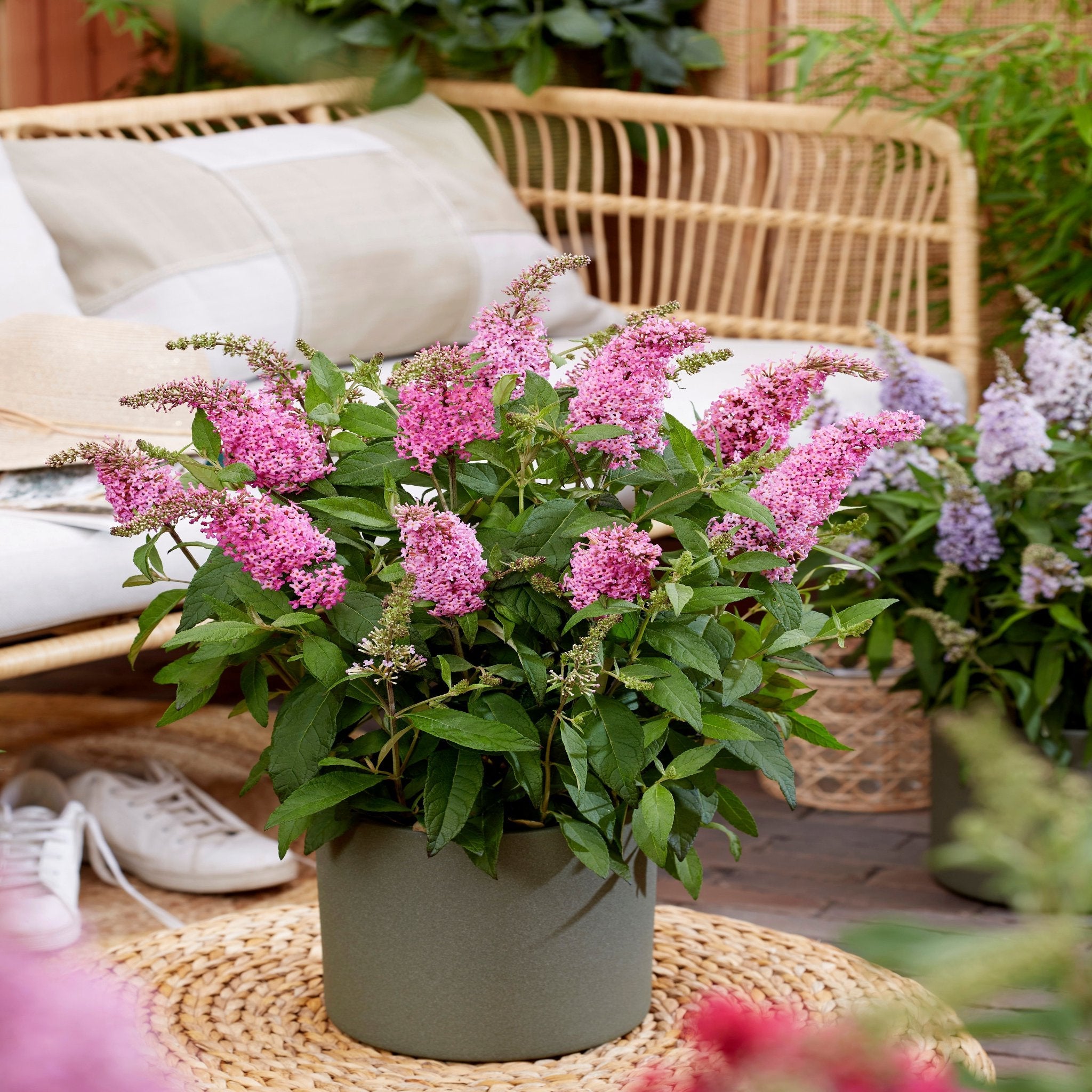 Buddleja Butterfly Candy 'Little Pink' 9cm/1L/2L/3L  | S25354 |