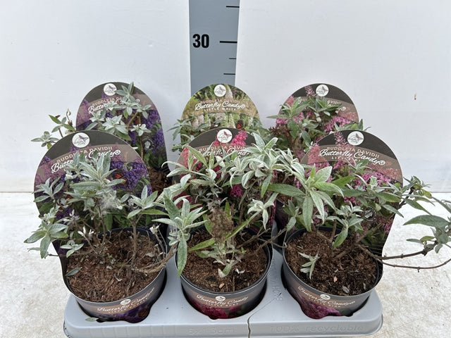 Buddleja Butterfly Candy 'Little White' 9cm/1L/3L  | S251618