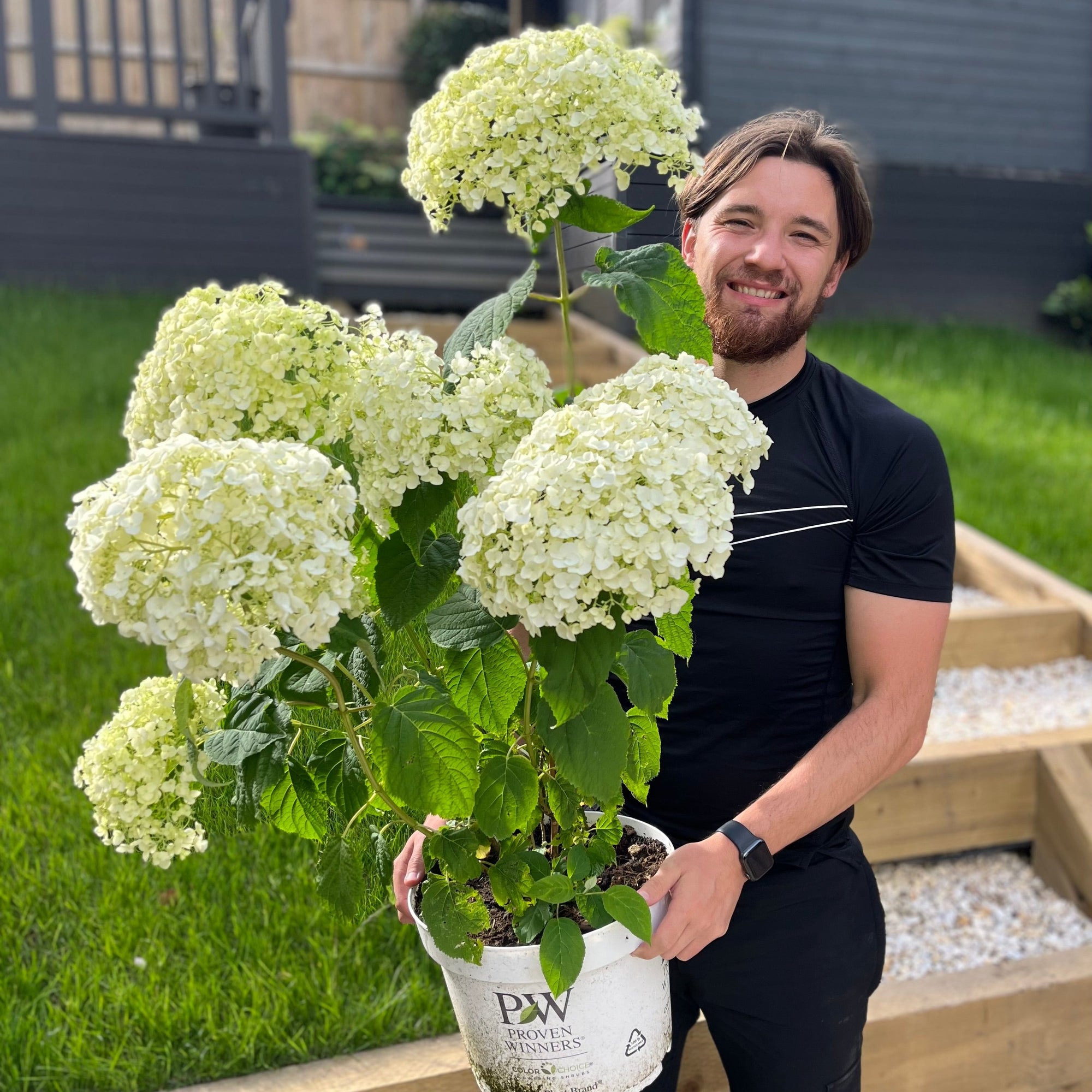 Hydrangea arborescens 'Incrediball' / 'Strong Annabelle' 3L / 5L / 7.5L / 10L / 20L  | S251756