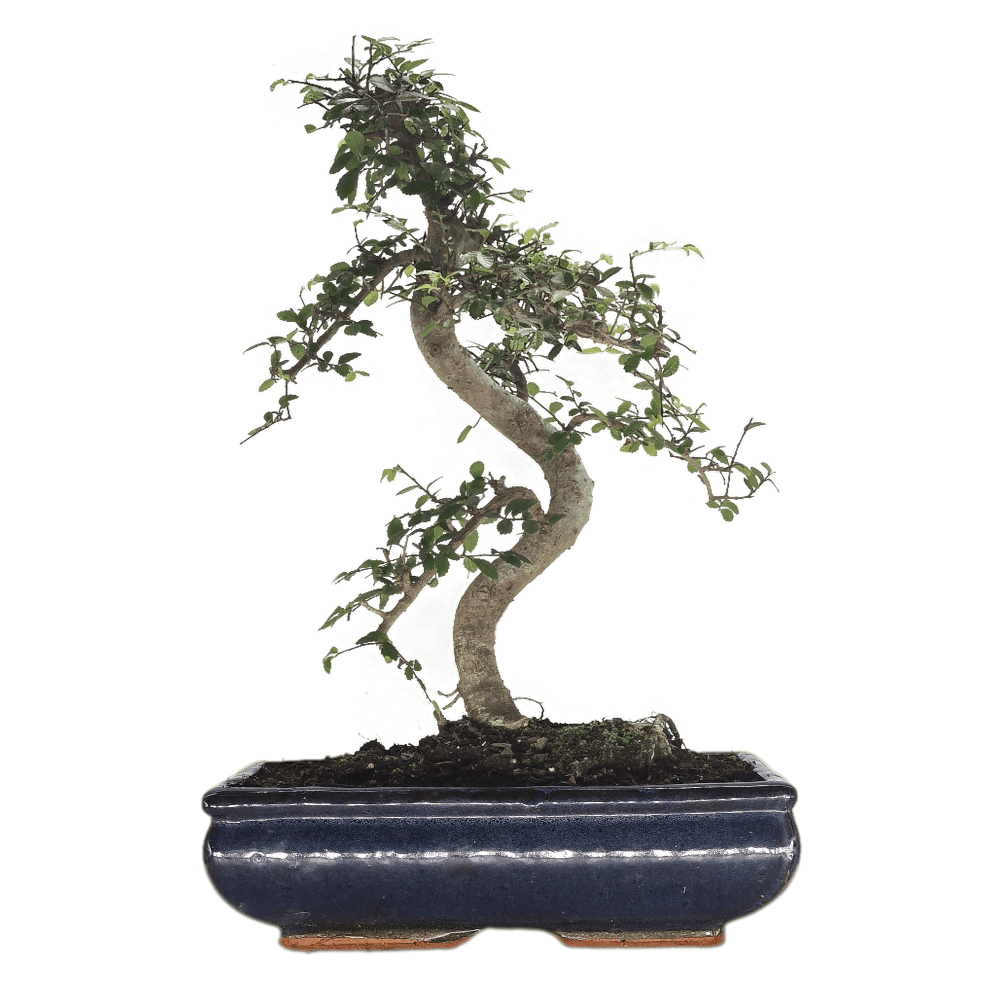 Chinese Elm (Ulmus Parvifolia) Bonsai Tree | Shaped | In 30cm Pot  | S251972