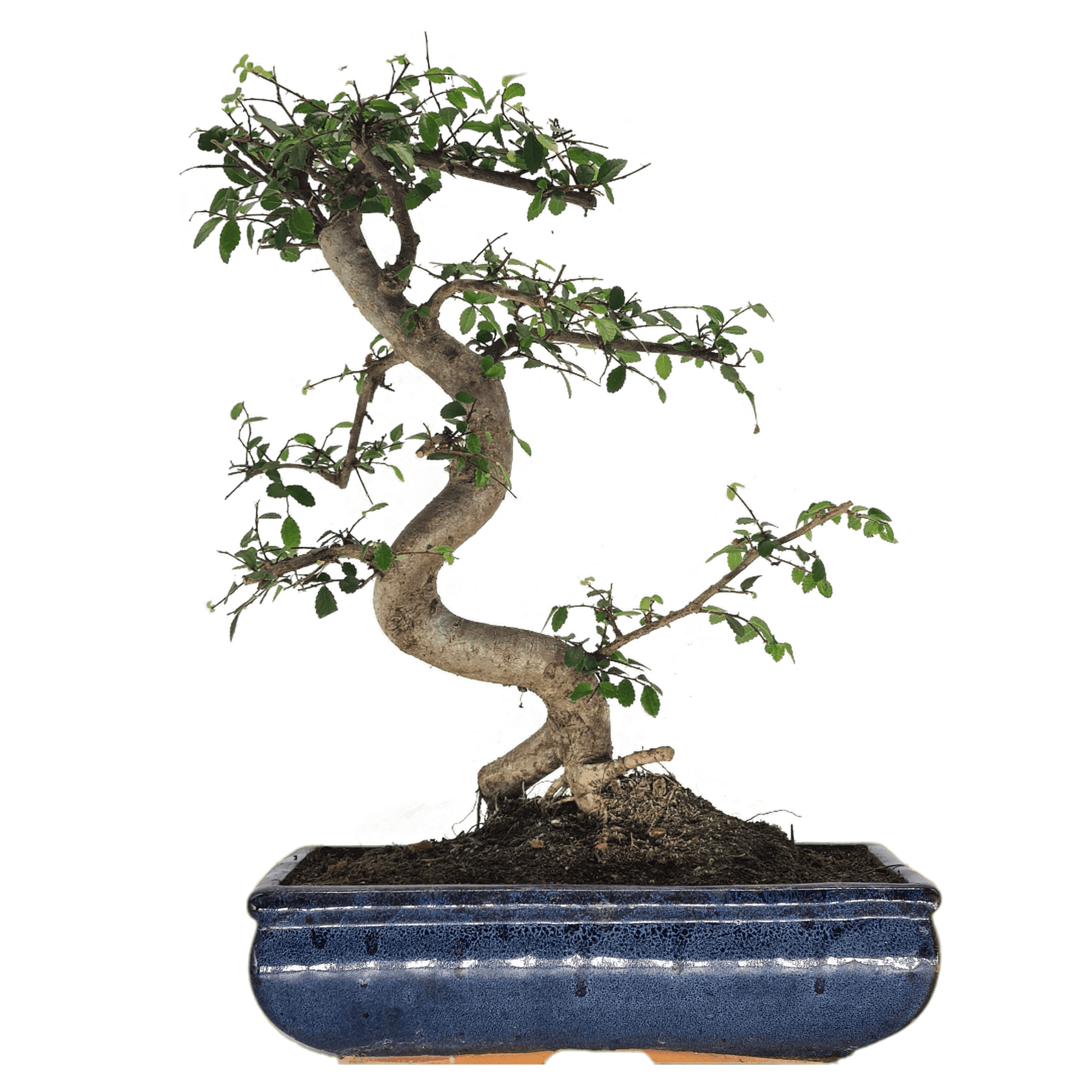 Chinese Elm (Ulmus Parvifolia) Bonsai Tree | Shaped | In 30cm Pot  | S251972
