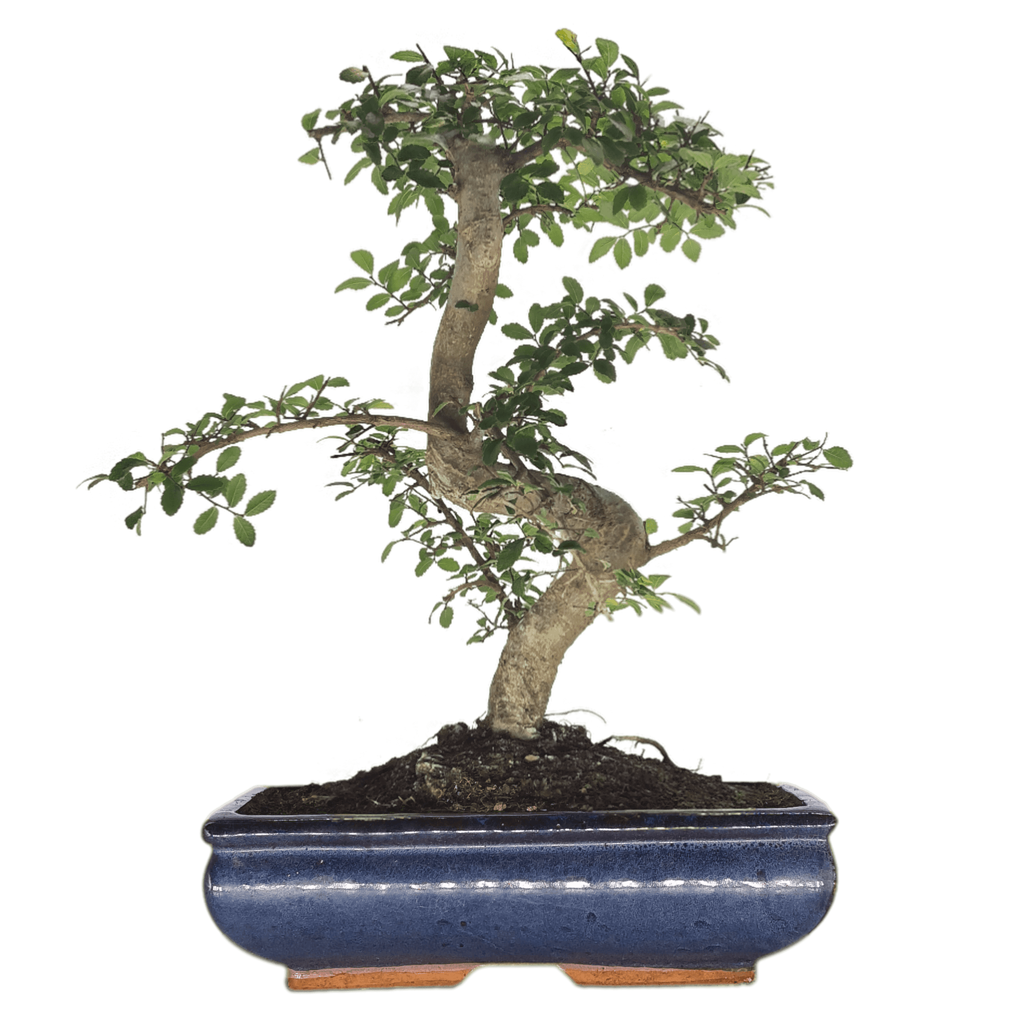 Chinese Elm (Ulmus Parvifolia) Bonsai Tree | Shaped | In 30cm Pot  | S251972