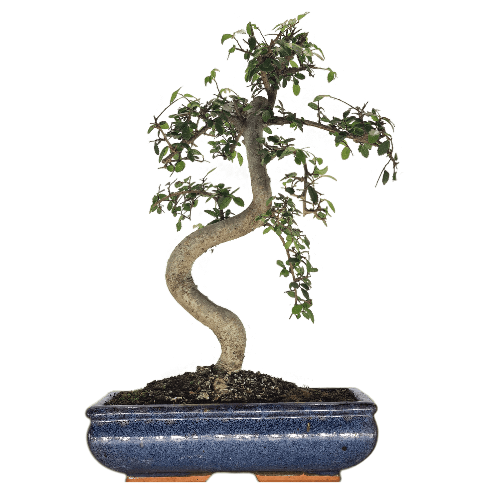 Chinese Elm (Ulmus Parvifolia) Bonsai Tree | Shaped | In 30cm Pot  | S251972