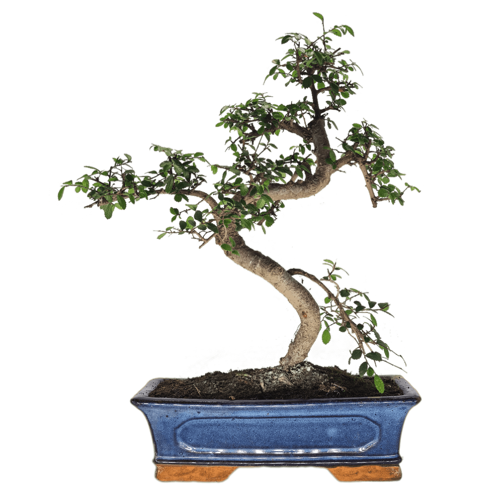 Chinese Elm (Ulmus Parvifolia) Bonsai Tree | Shaped | In 30cm Pot  | S251972