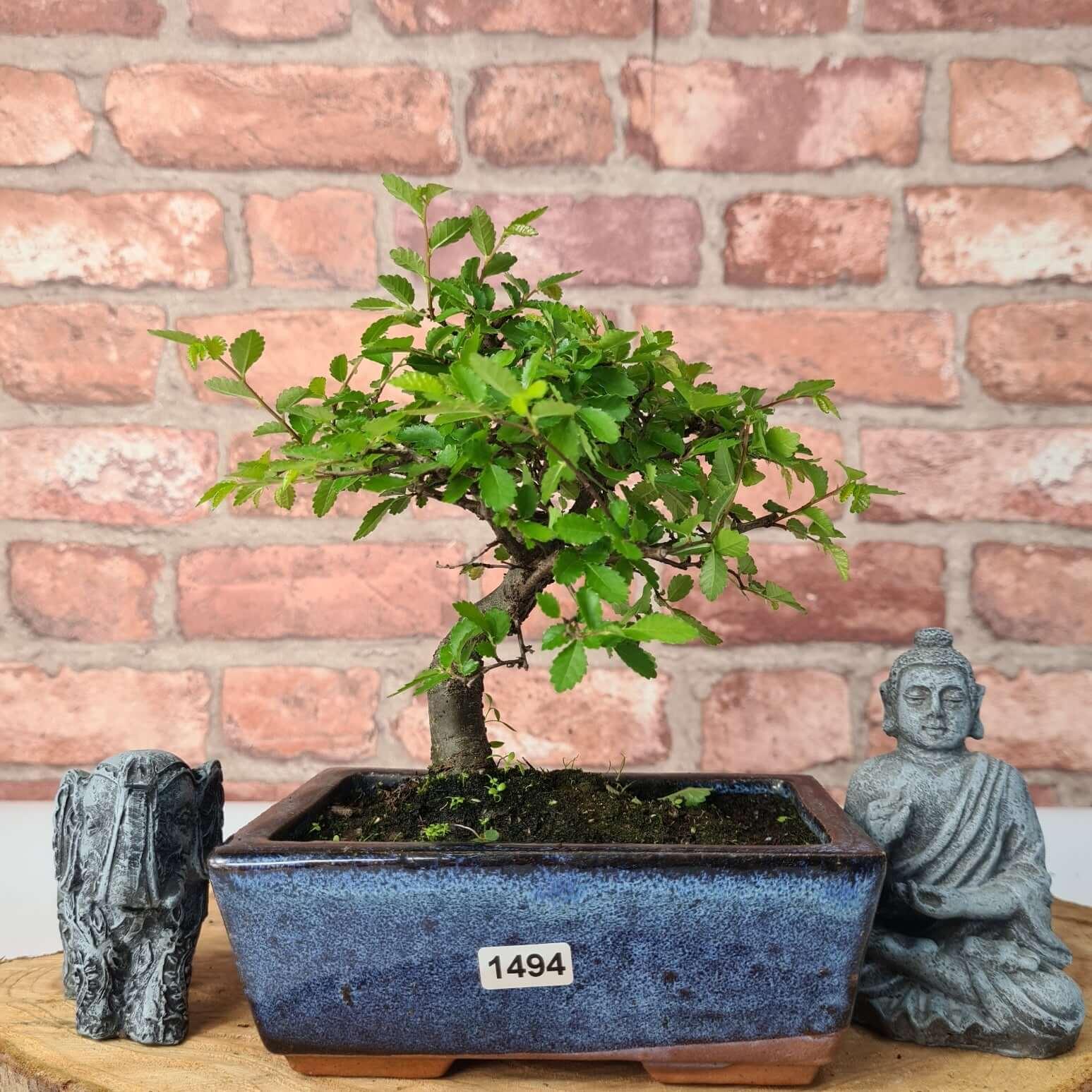 Chinese Elm (Ulmus Parvifolia) Bonsai Tree | Broom | In 15cm Pot  | S251976