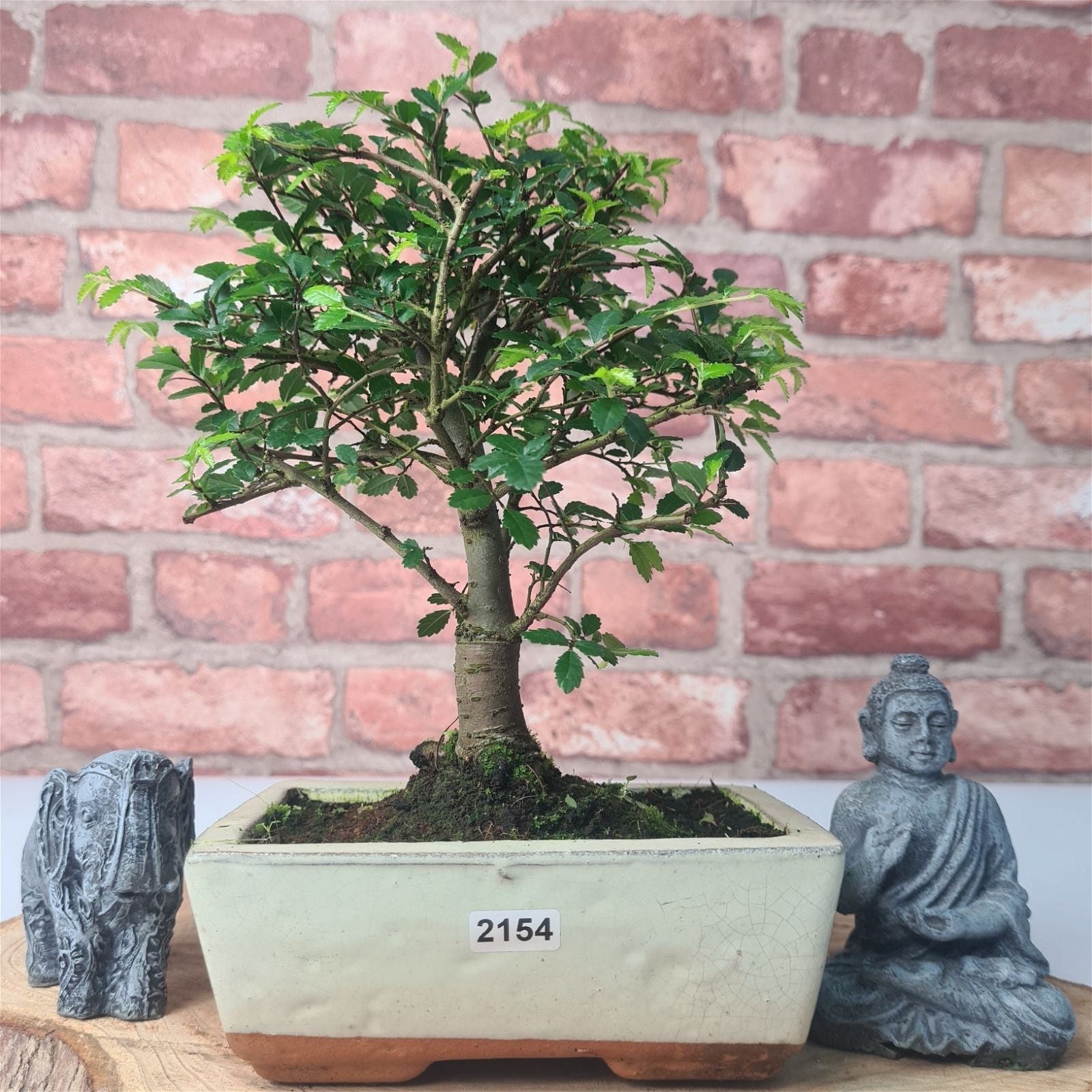 Chinese Elm (Ulmus Parvifolia) Bonsai Tree | Broom | In 15cm Pot  | S251976