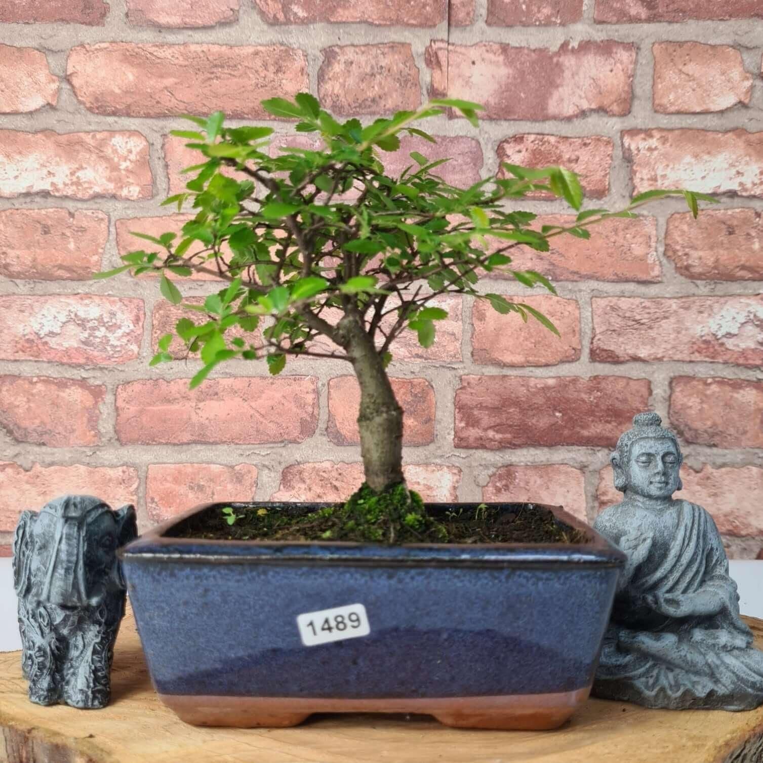 Chinese Elm (Ulmus Parvifolia) Bonsai Tree | Broom | In 15cm Pot  | S251976