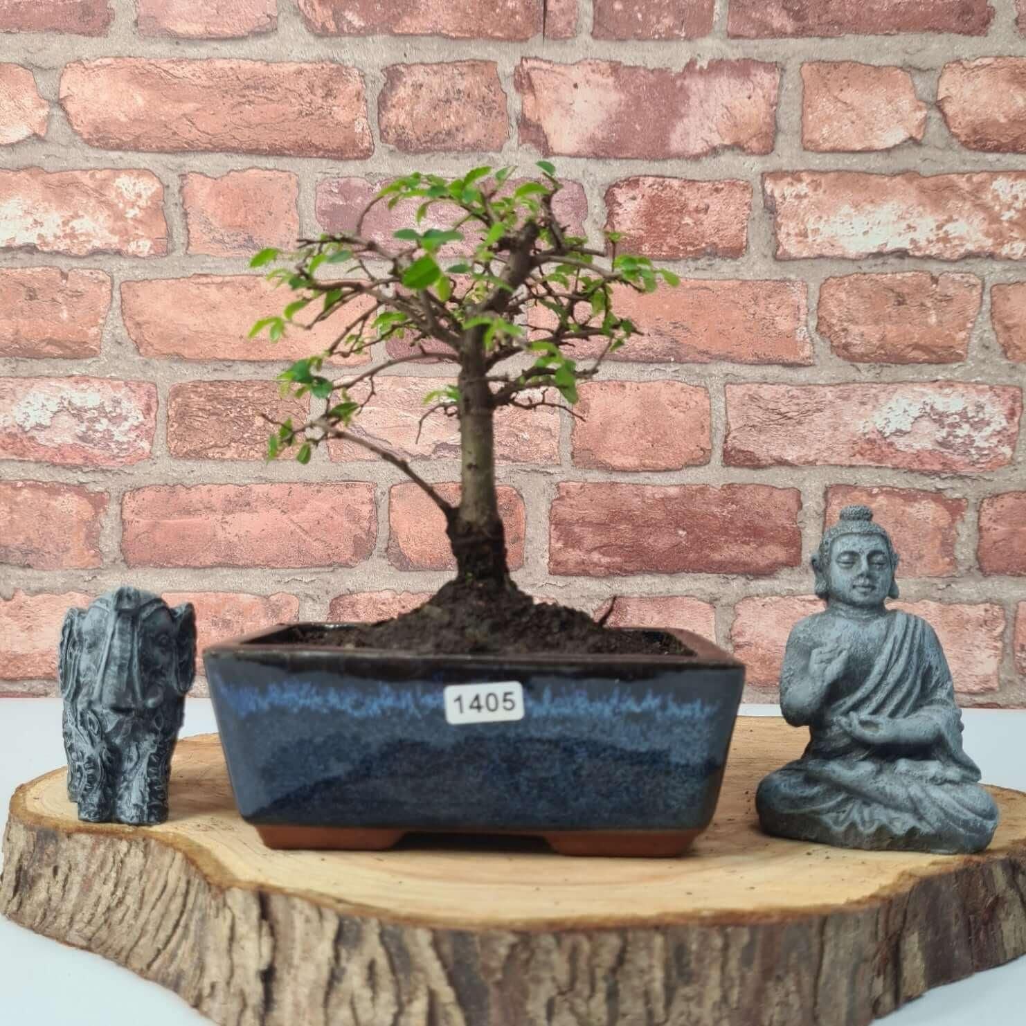 Chinese Elm (Ulmus Parvifolia) Bonsai Tree | Broom | In 15cm Pot  | S251976