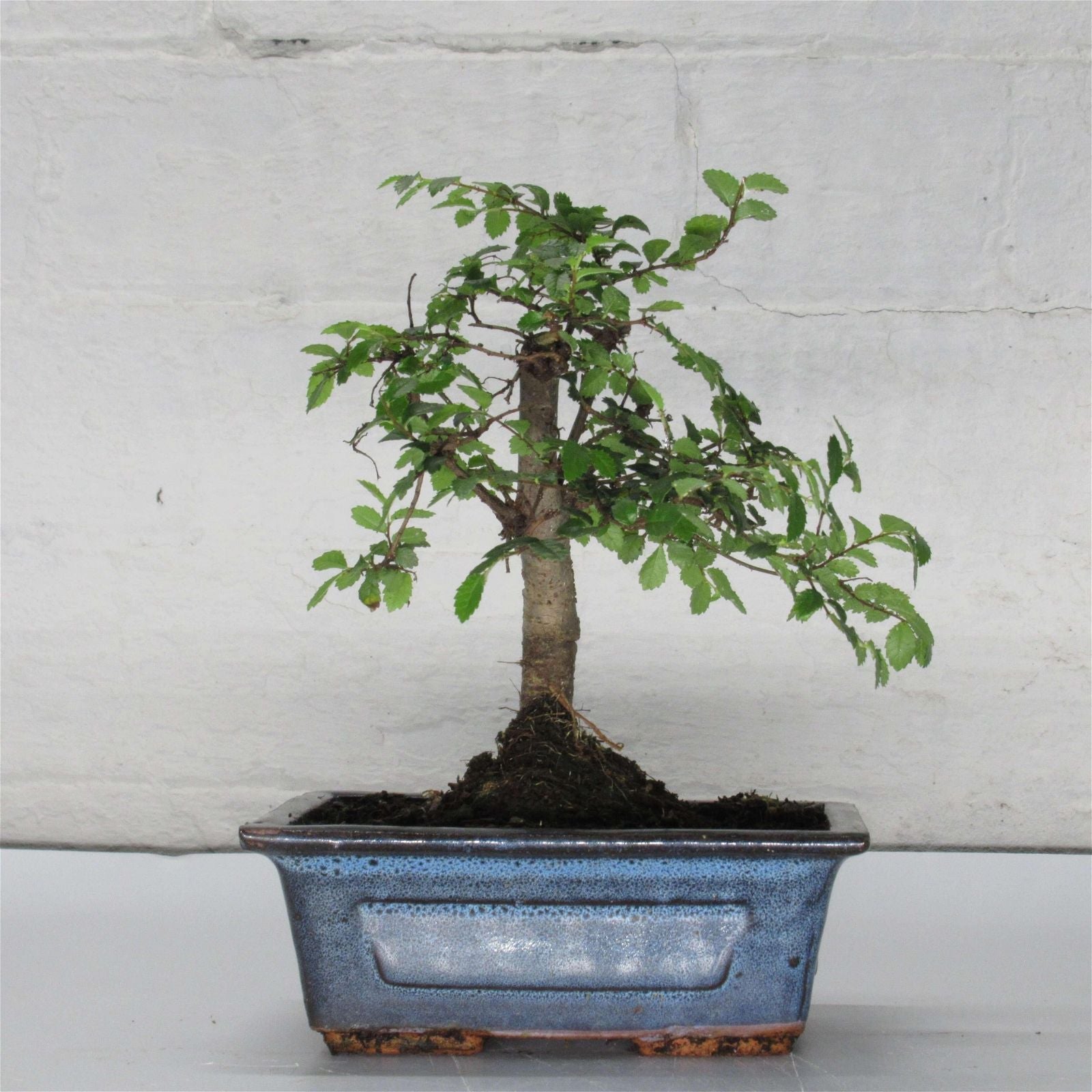 Chinese Elm (Ulmus Parvifolia) Bonsai Tree | Broom | In 15cm Pot  | S251976