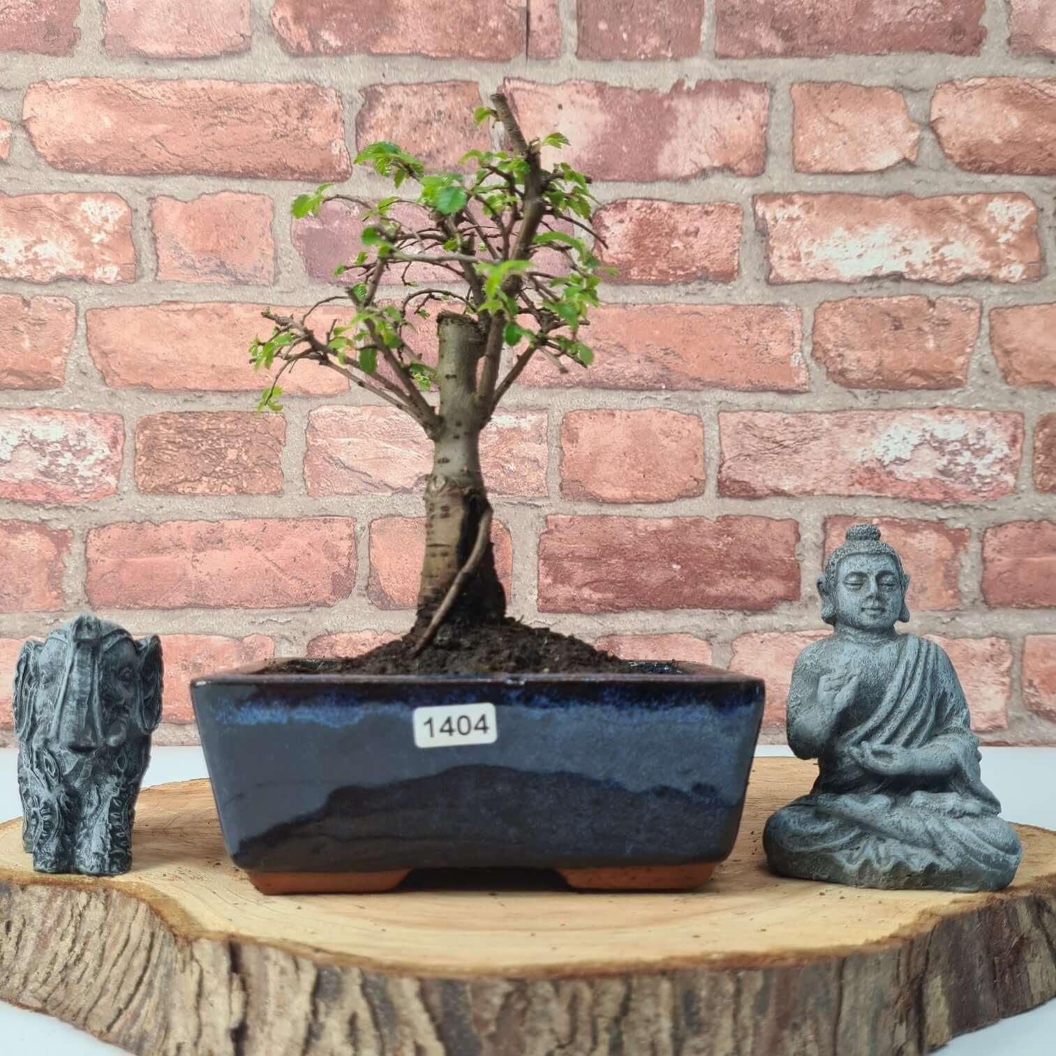 Chinese Elm (Ulmus Parvifolia) Bonsai Tree | Broom | In 15cm Pot  | S251976