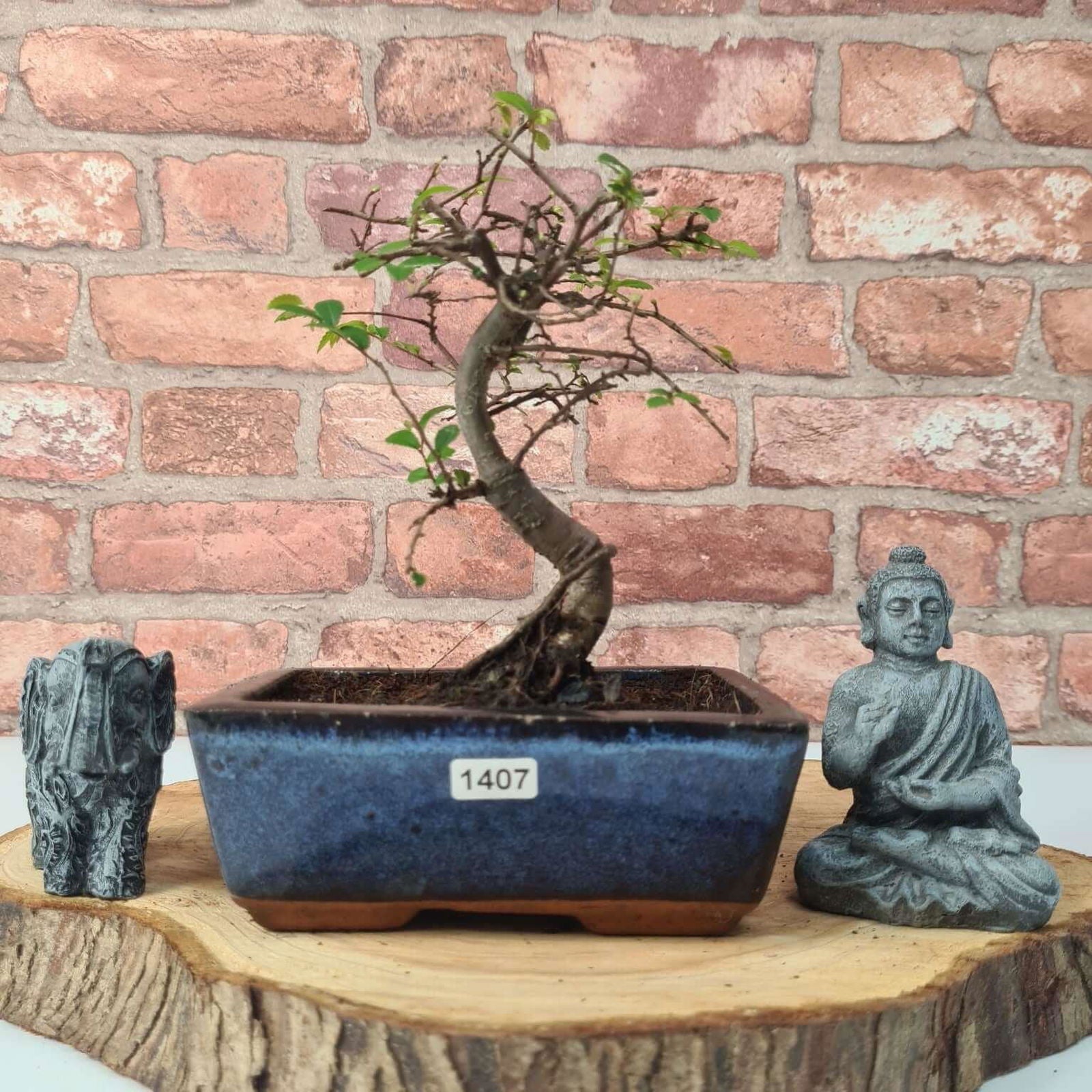 Chinese Elm (Ulmus Parvifolia) Bonsai Tree | Broom | In 15cm Pot  | S251976