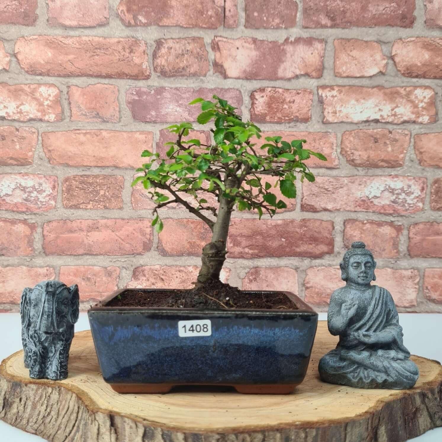 Chinese Elm (Ulmus Parvifolia) Bonsai Tree | Broom | In 15cm Pot  | S251976