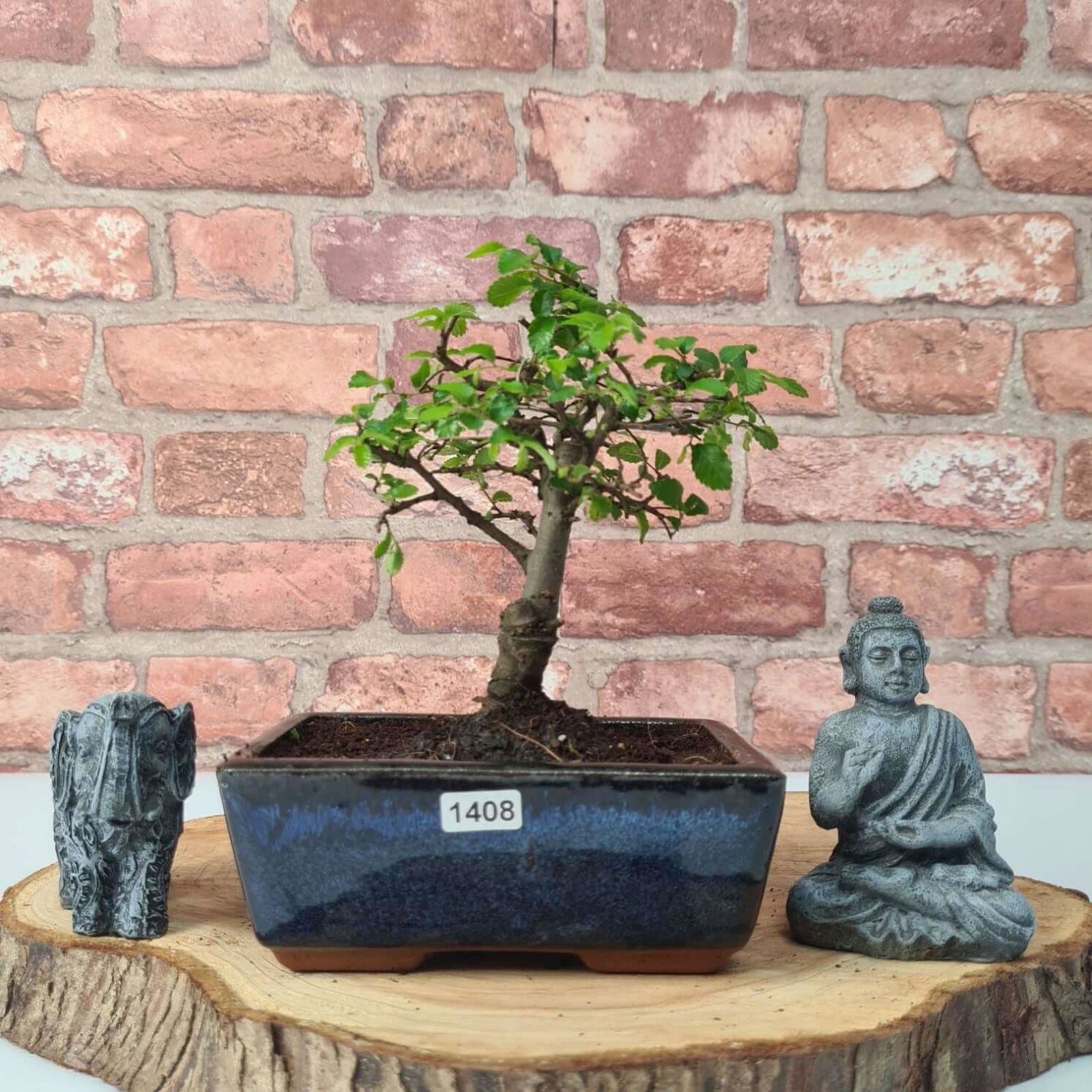 Chinese Elm (Ulmus Parvifolia) Bonsai Tree | Broom | In 15cm Pot  | S251976