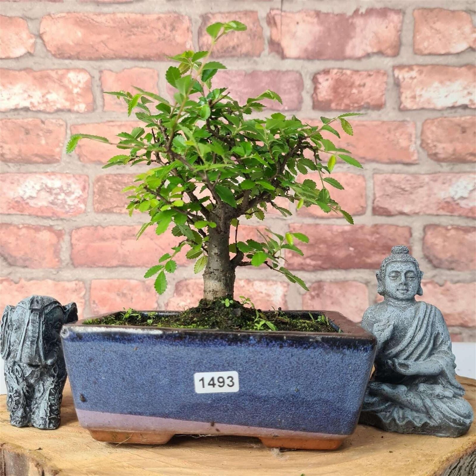 Chinese Elm (Ulmus Parvifolia) Bonsai Tree | Broom | In 15cm Pot  | S251976