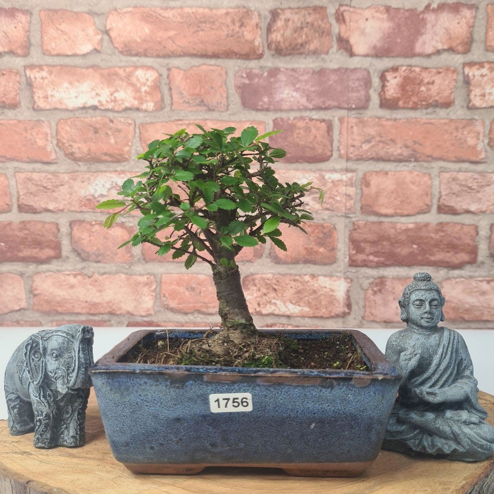 Chinese Elm (Ulmus Parvifolia) Bonsai Tree | Broom | In 15cm Pot  | S251976