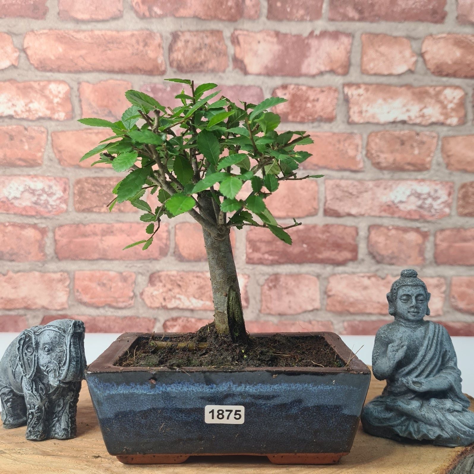 Chinese Elm (Ulmus Parvifolia) Bonsai Tree | Broom | In 15cm Pot  | S251976