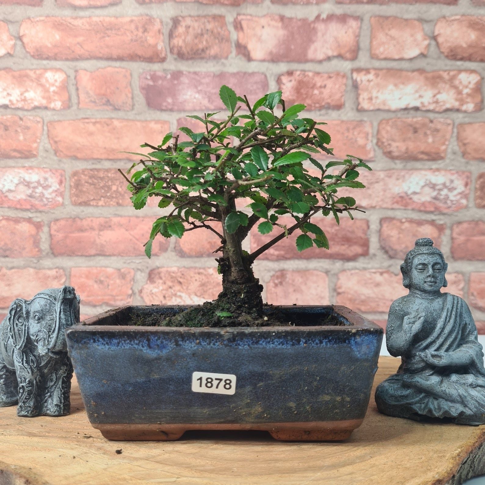 Chinese Elm (Ulmus Parvifolia) Bonsai Tree | Broom | In 15cm Pot  | S251976