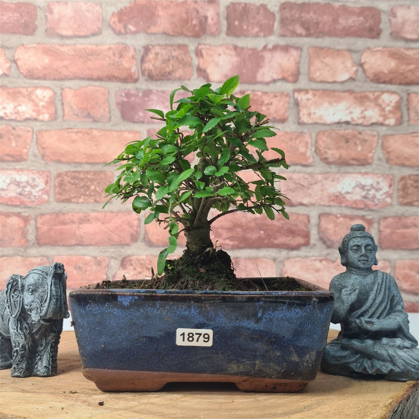 Chinese Elm (Ulmus Parvifolia) Bonsai Tree | Broom | In 15cm Pot  | S251976
