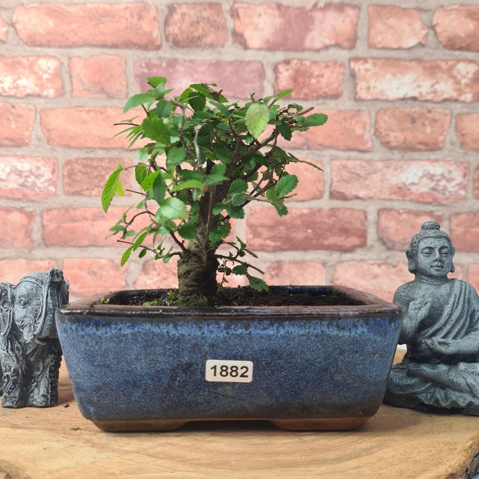 Chinese Elm (Ulmus Parvifolia) Bonsai Tree | Broom | In 15cm Pot  | S251976