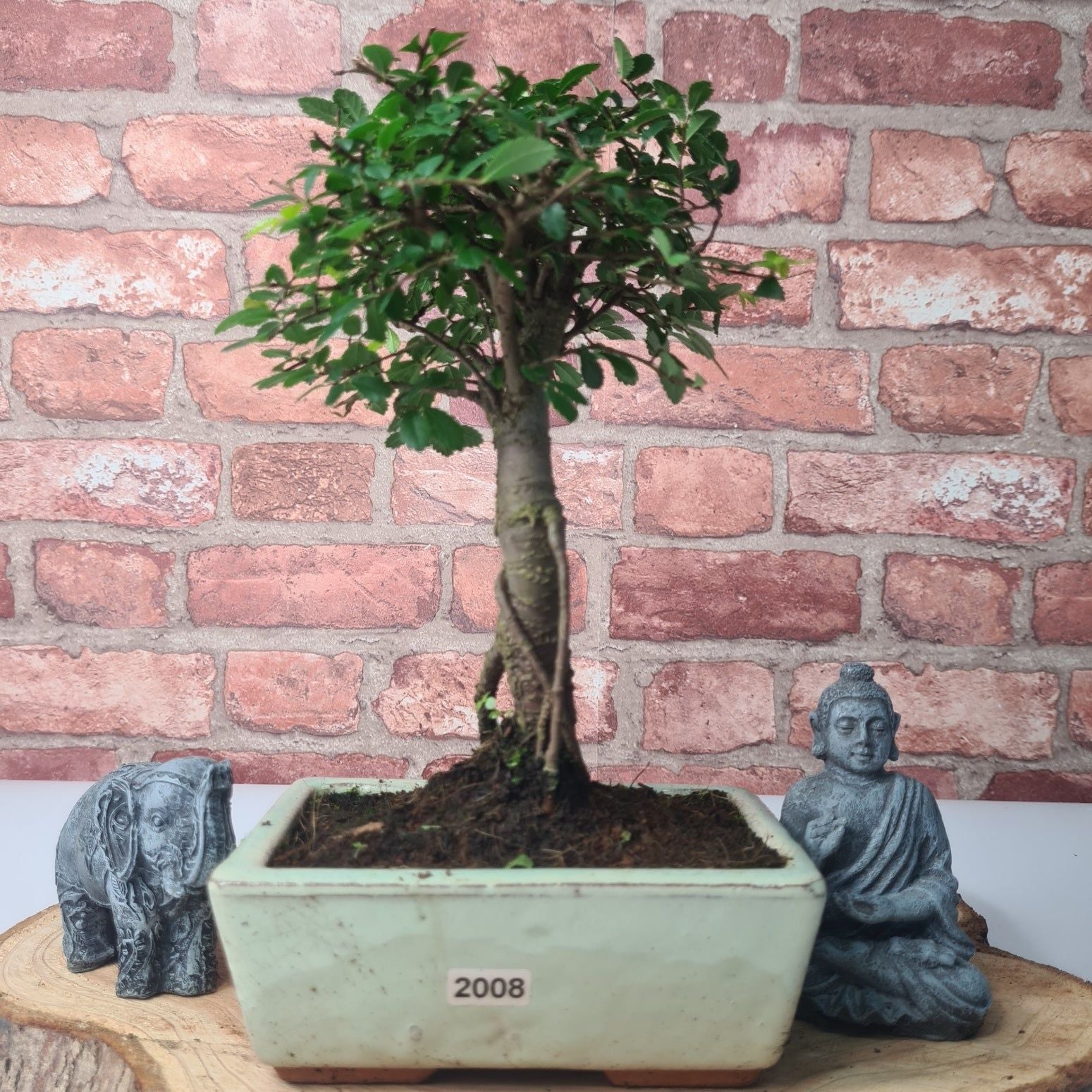 Chinese Elm (Ulmus Parvifolia) Bonsai Tree | Broom | In 15cm Pot  | S251976