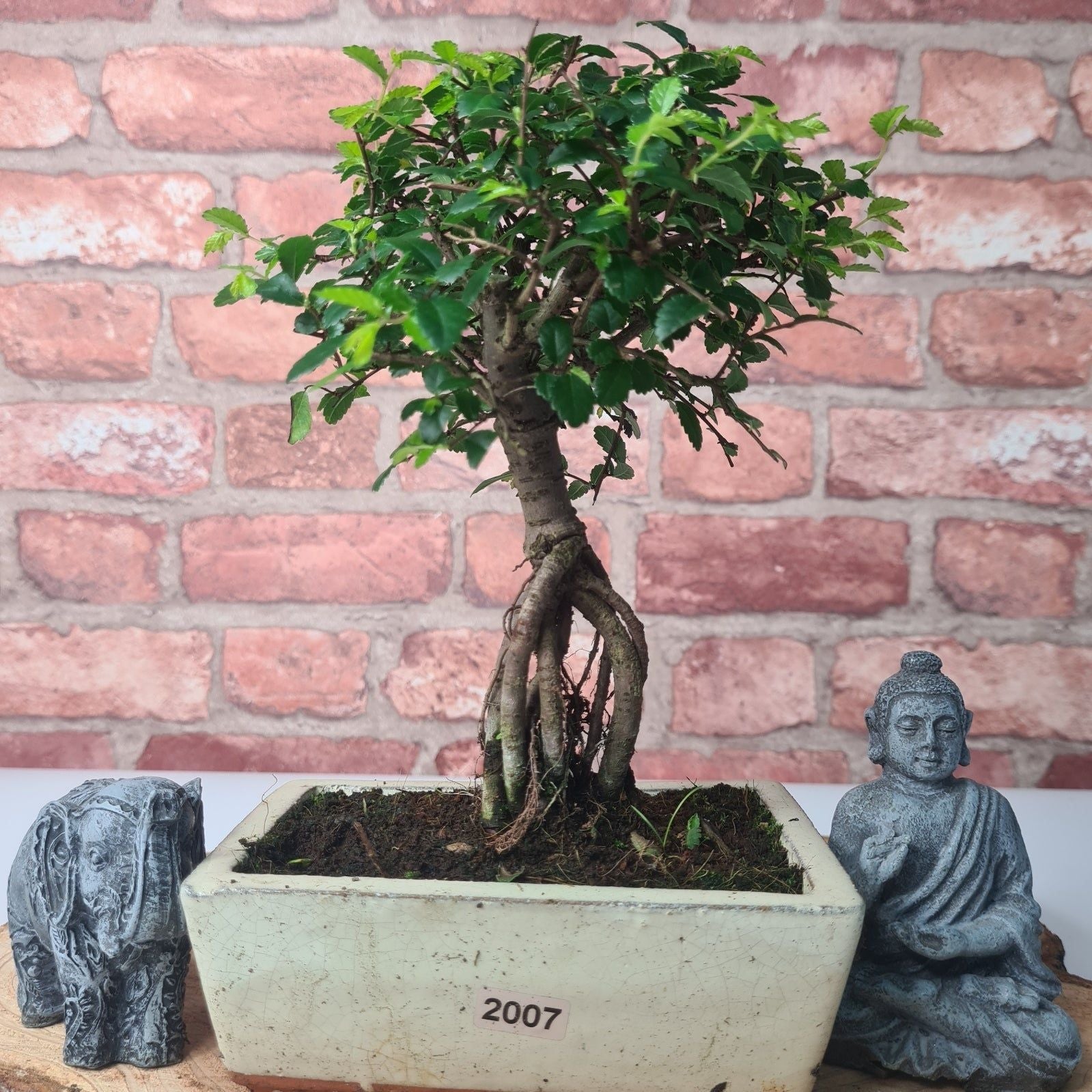 Chinese Elm (Ulmus Parvifolia) Bonsai Tree | Broom | In 15cm Pot  | S251976