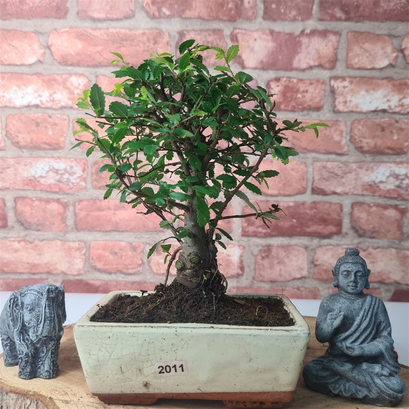 Chinese Elm (Ulmus Parvifolia) Bonsai Tree | Broom | In 15cm Pot  | S251976