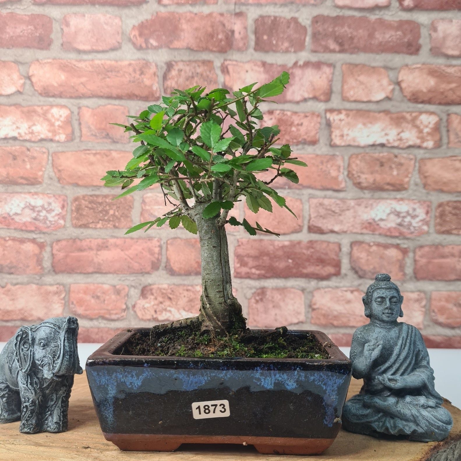Chinese Elm (Ulmus Parvifolia) Bonsai Tree | Broom | In 15cm Pot  | S251976