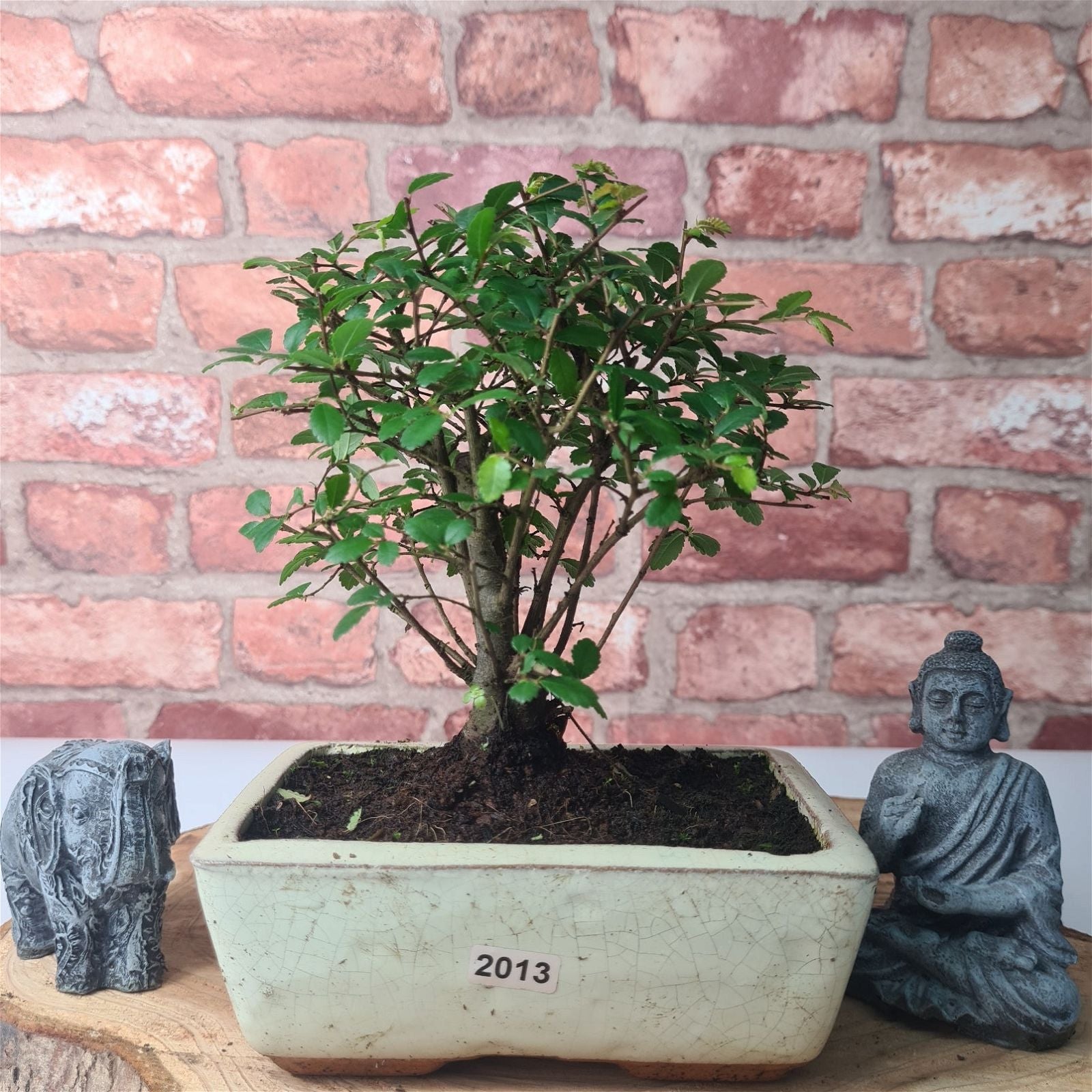 Chinese Elm (Ulmus Parvifolia) Bonsai Tree | Broom | In 15cm Pot  | S251976