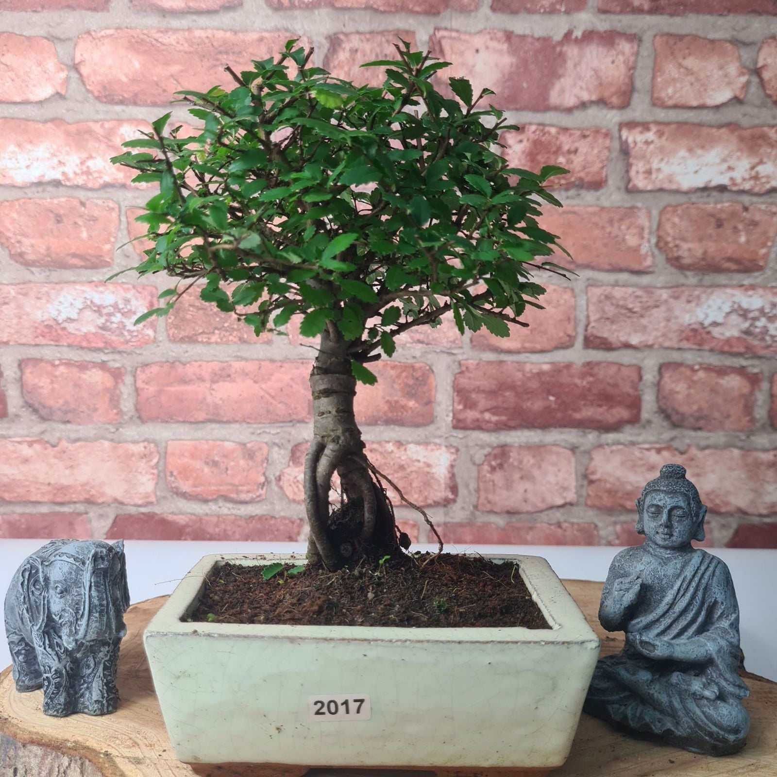 Chinese Elm (Ulmus Parvifolia) Bonsai Tree | Broom | In 15cm Pot  | S251976