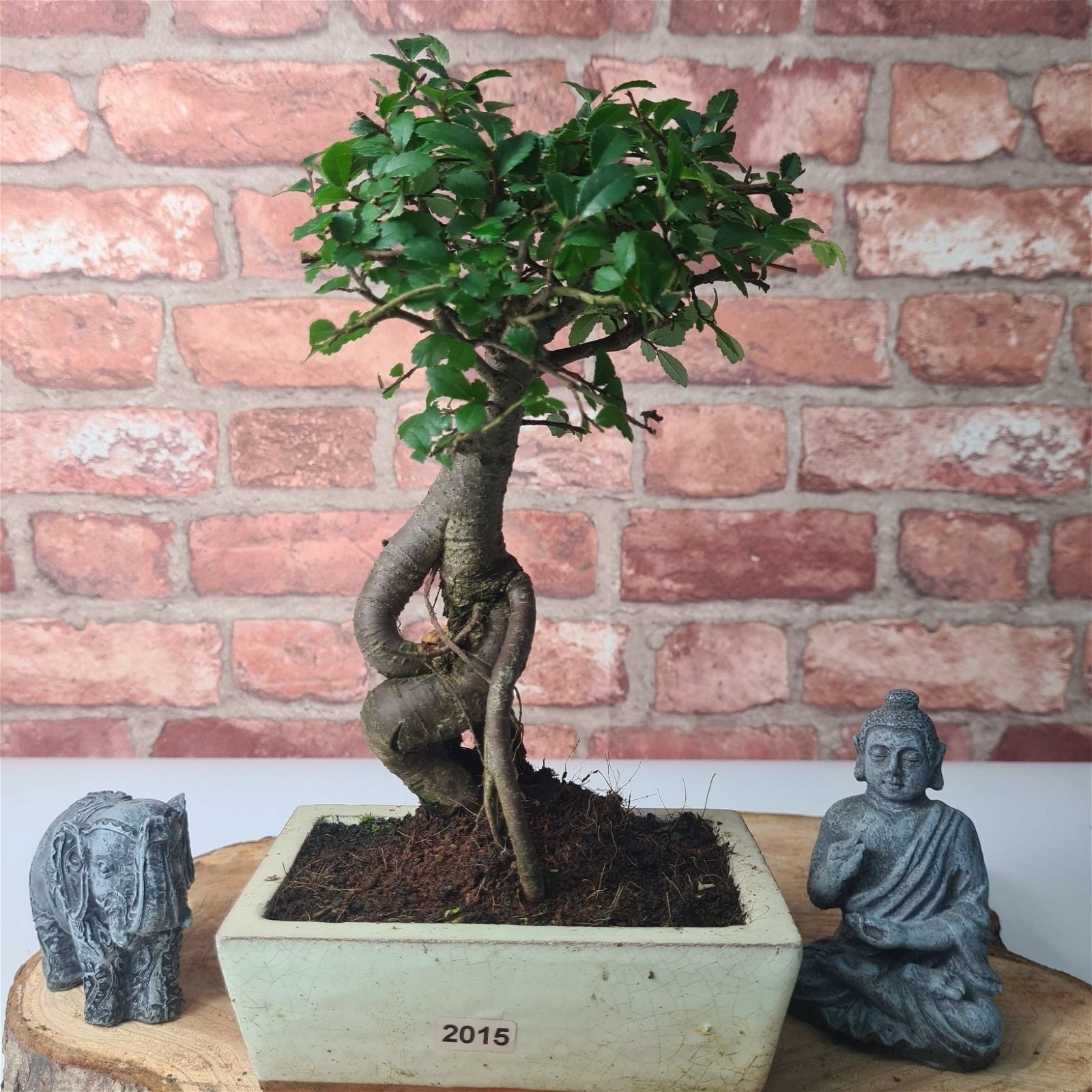 Chinese Elm (Ulmus Parvifolia) Bonsai Tree | Broom | In 15cm Pot  | S251976