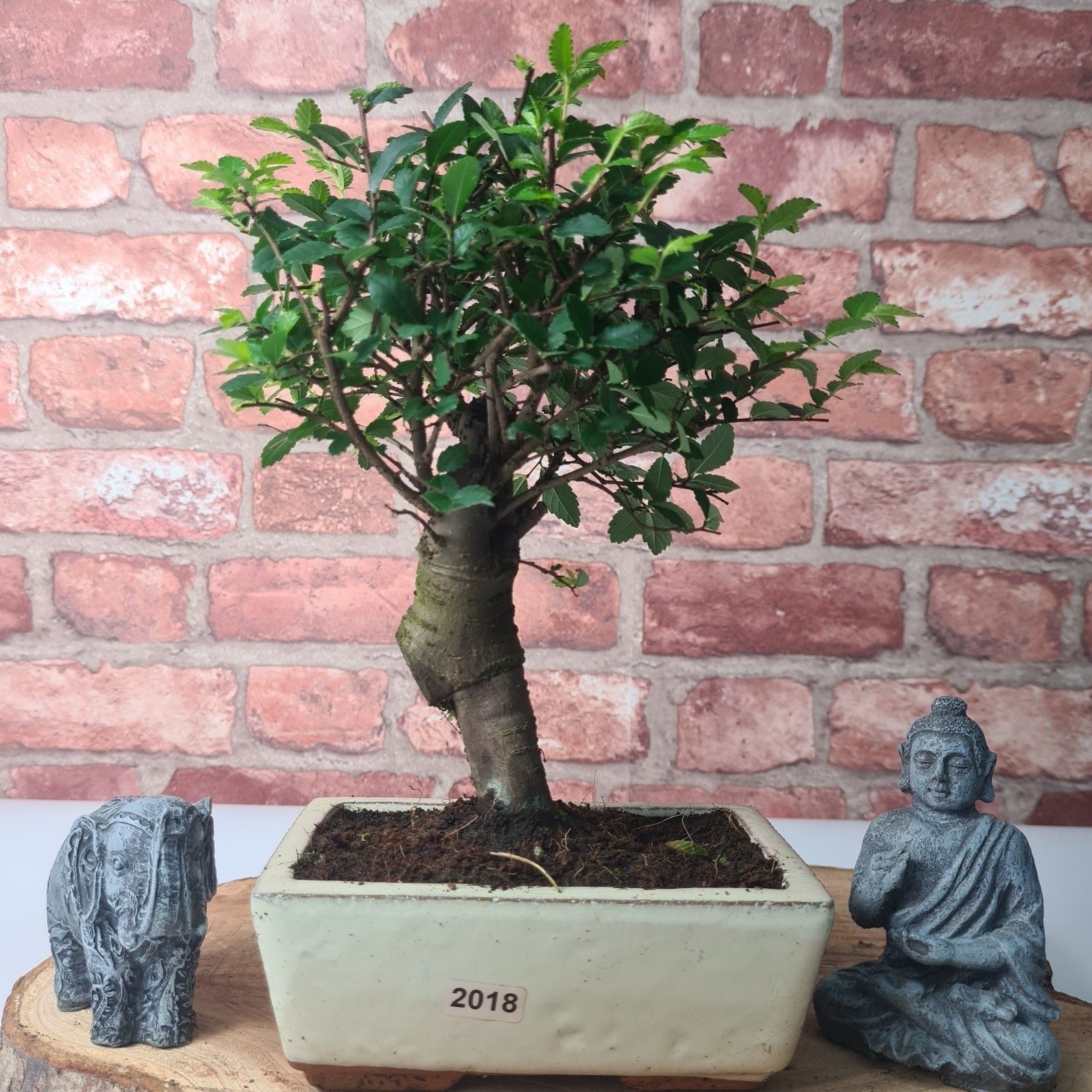 Chinese Elm (Ulmus Parvifolia) Bonsai Tree | Broom | In 15cm Pot  | S251976