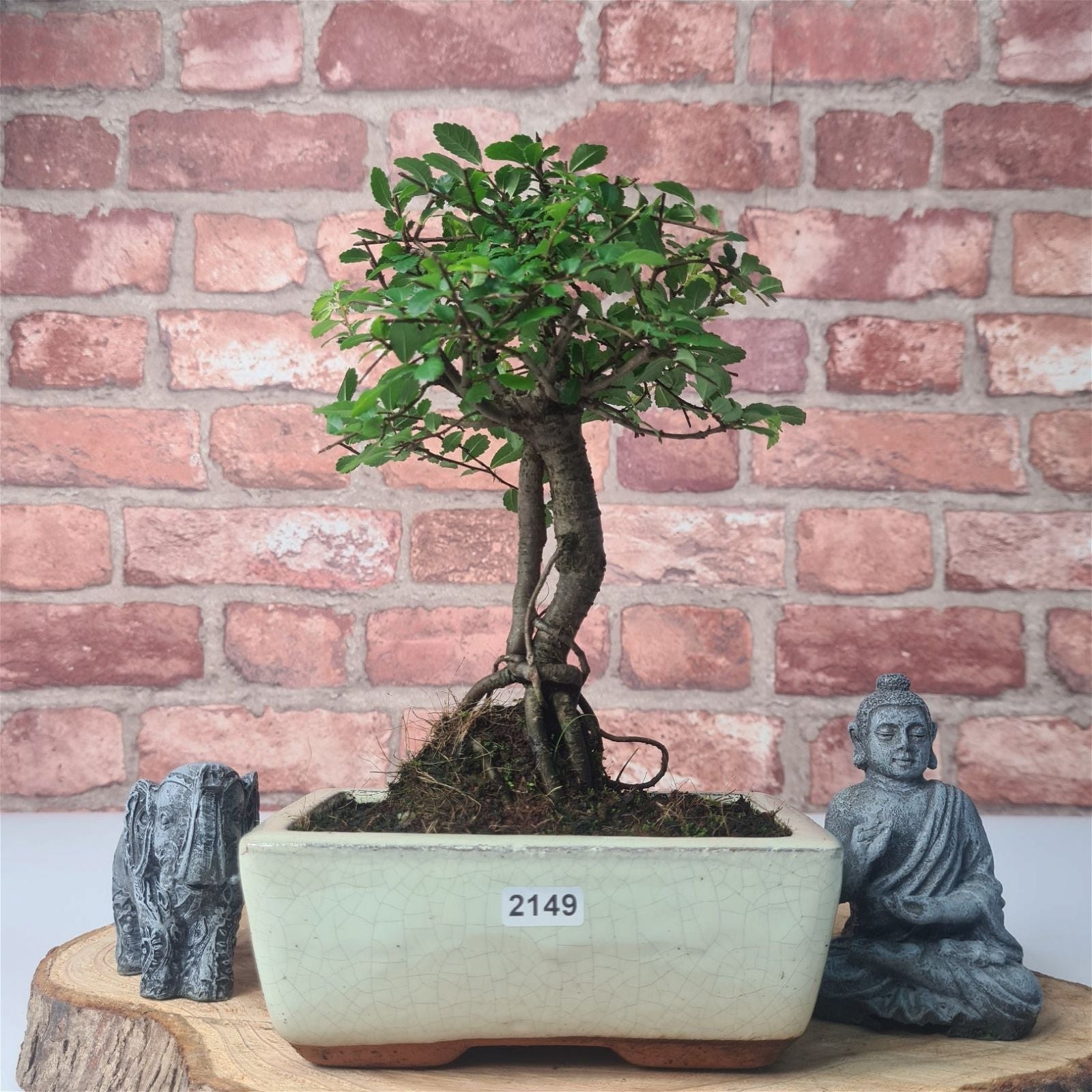 Chinese Elm (Ulmus Parvifolia) Bonsai Tree | Broom | In 15cm Pot  | S251976