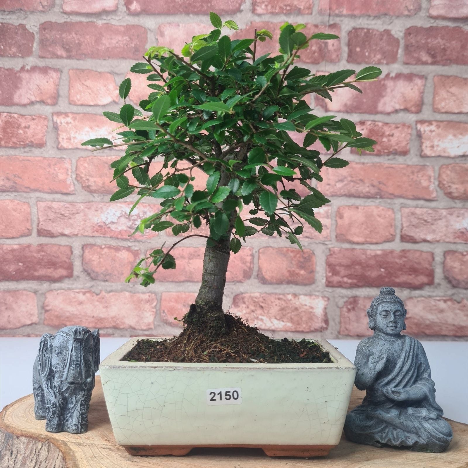 Chinese Elm (Ulmus Parvifolia) Bonsai Tree | Broom | In 15cm Pot  | S251976
