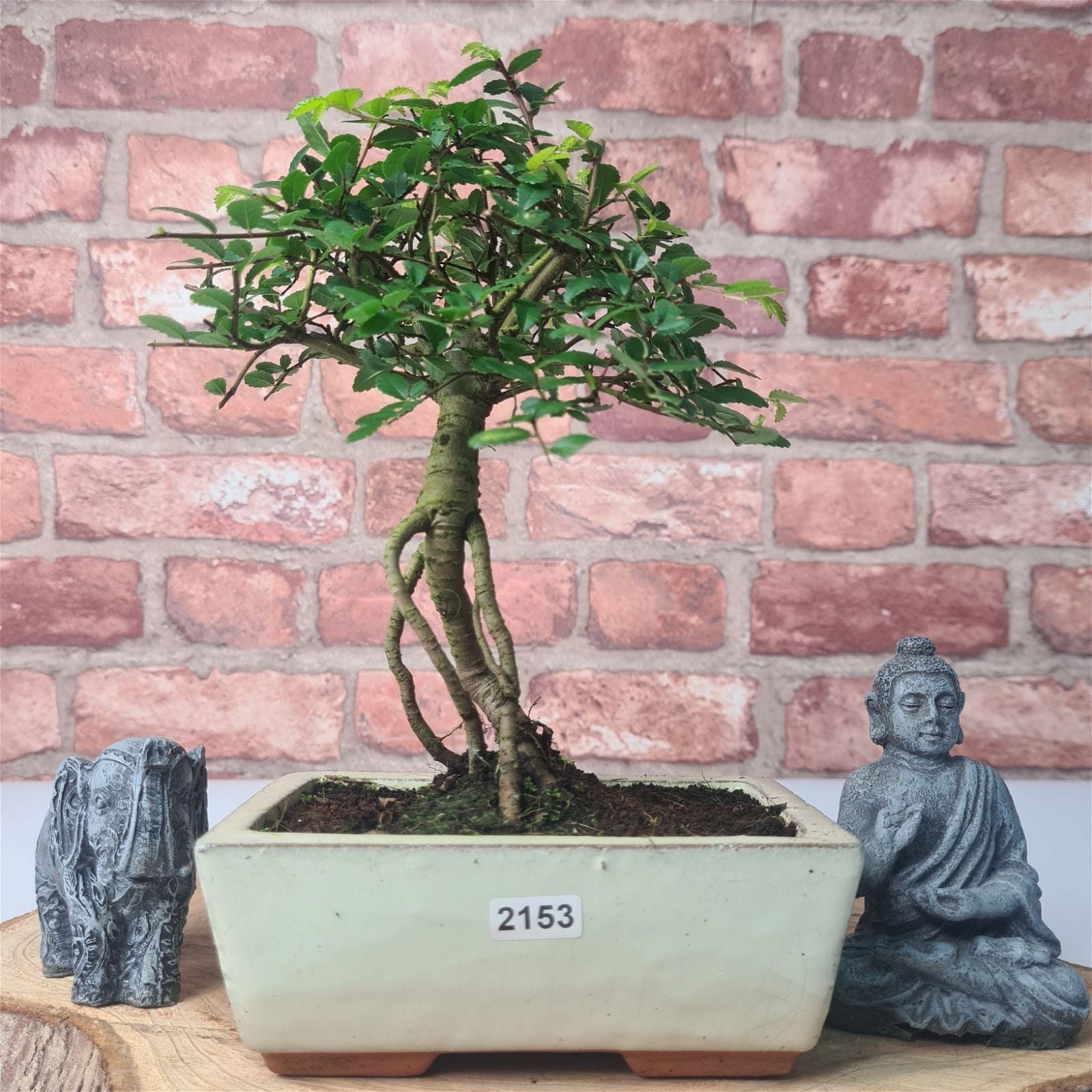 Chinese Elm (Ulmus Parvifolia) Bonsai Tree | Broom | In 15cm Pot  | S251976