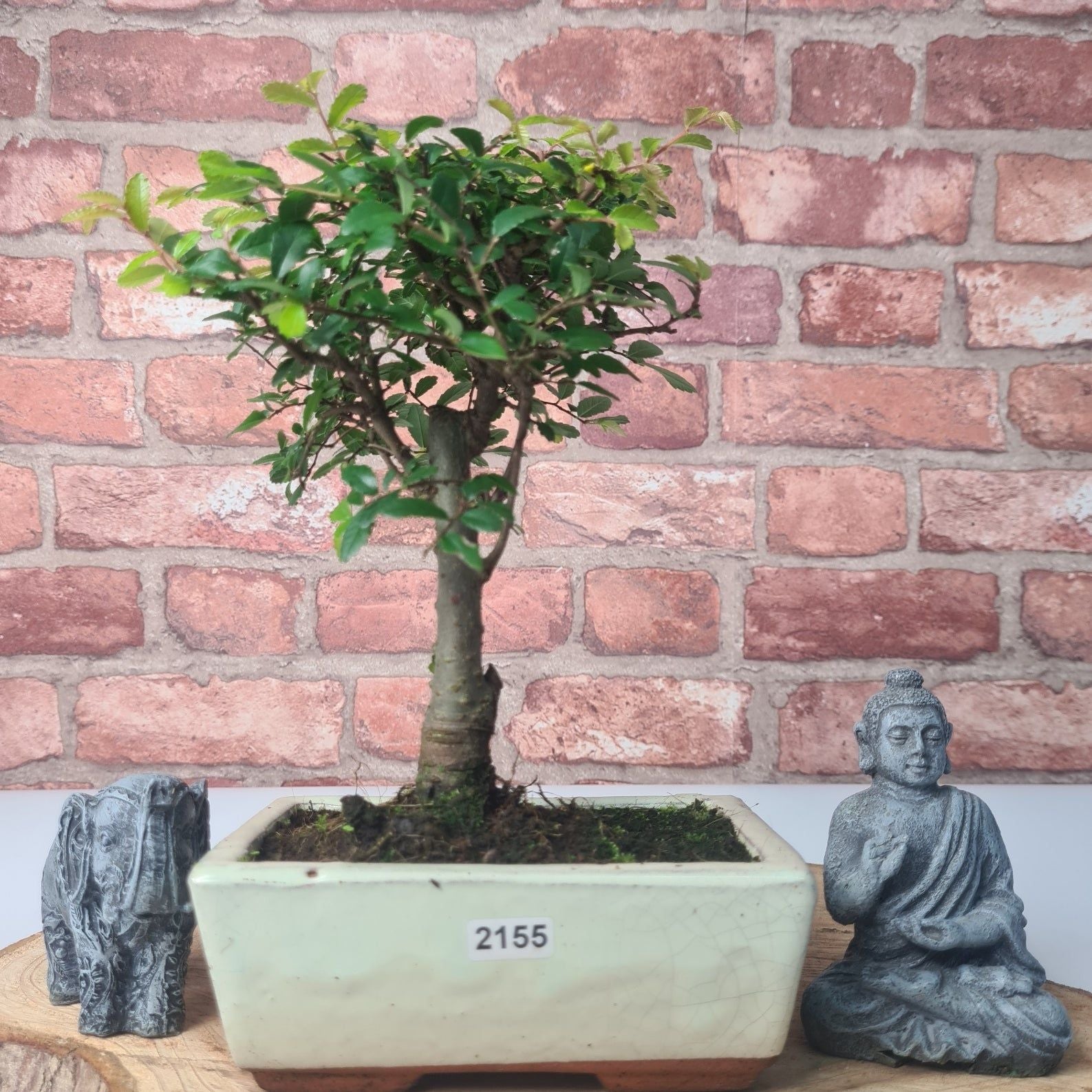 Chinese Elm (Ulmus Parvifolia) Bonsai Tree | Broom | In 15cm Pot  | S251976
