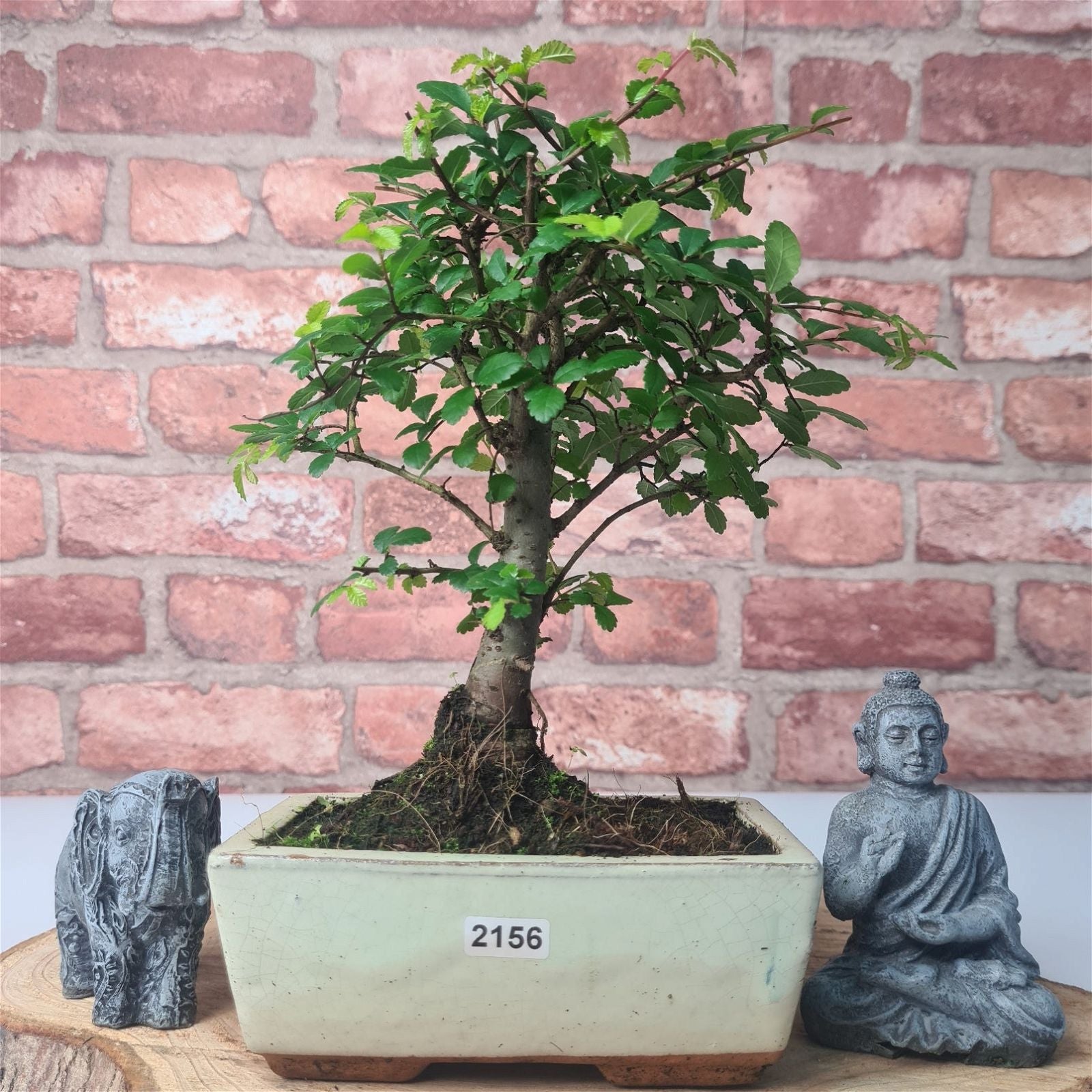 Chinese Elm (Ulmus Parvifolia) Bonsai Tree | Broom | In 15cm Pot  | S251976