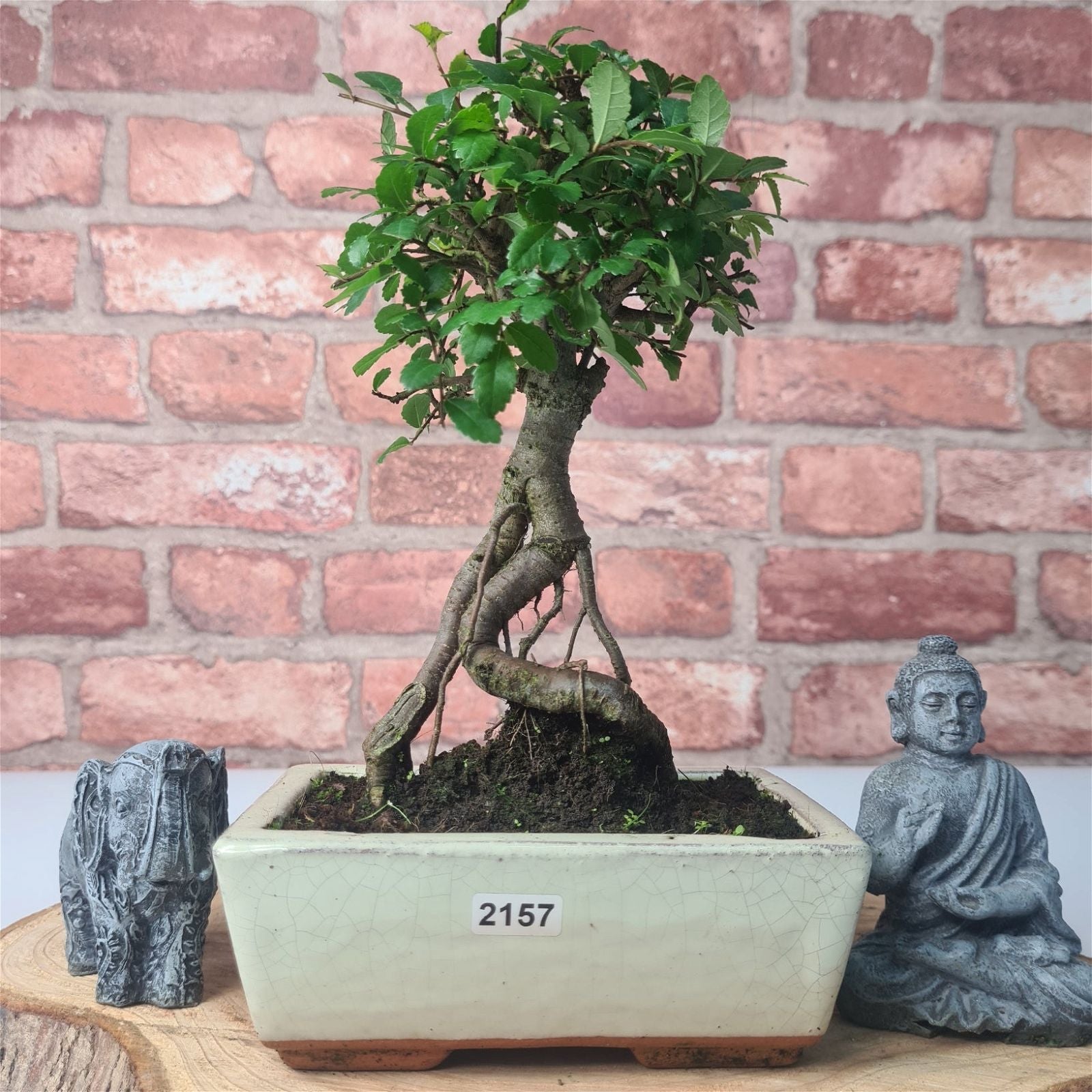 Chinese Elm (Ulmus Parvifolia) Bonsai Tree | Broom | In 15cm Pot  | S251976