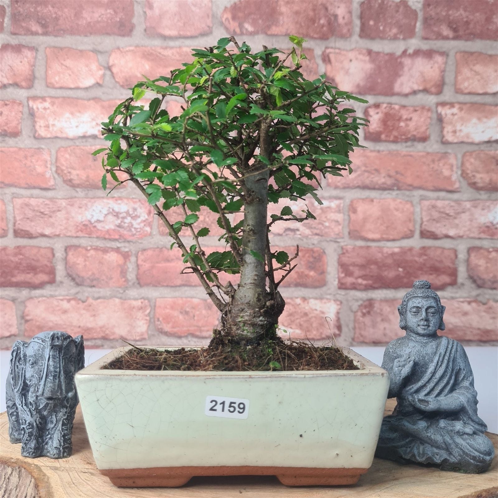 Chinese Elm (Ulmus Parvifolia) Bonsai Tree | Broom | In 15cm Pot  | S251976