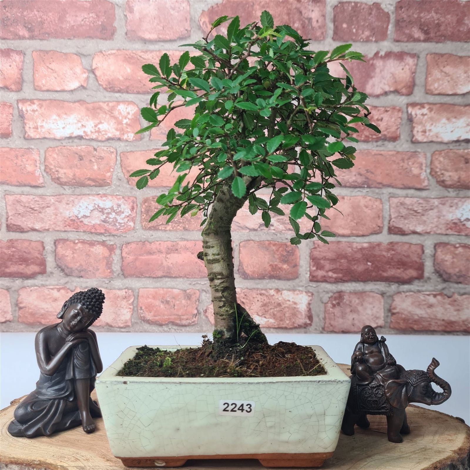 Chinese Elm (Ulmus Parvifolia) Bonsai Tree | Broom | In 15cm Pot  | S251976