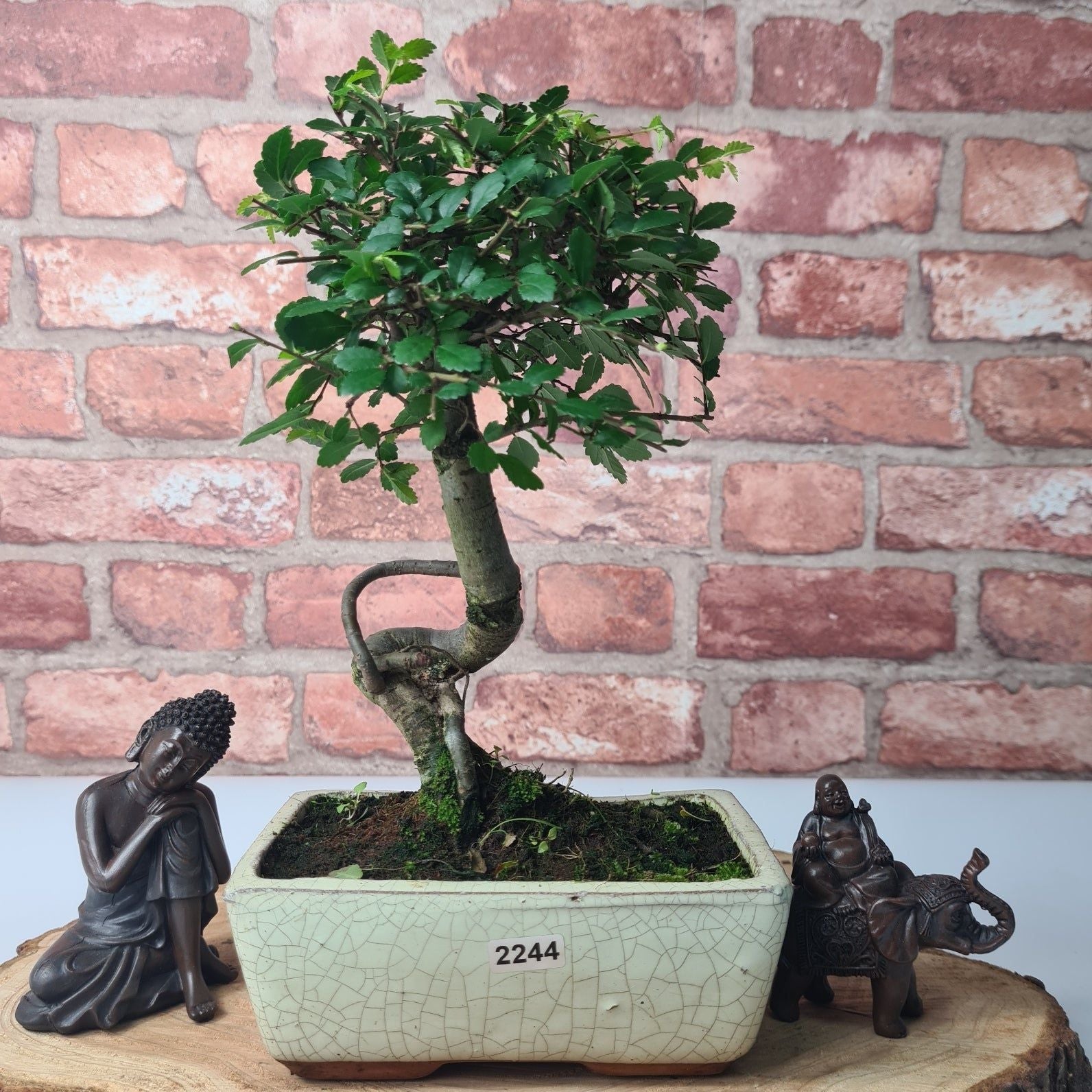 Chinese Elm (Ulmus Parvifolia) Bonsai Tree | Broom | In 15cm Pot  | S251976