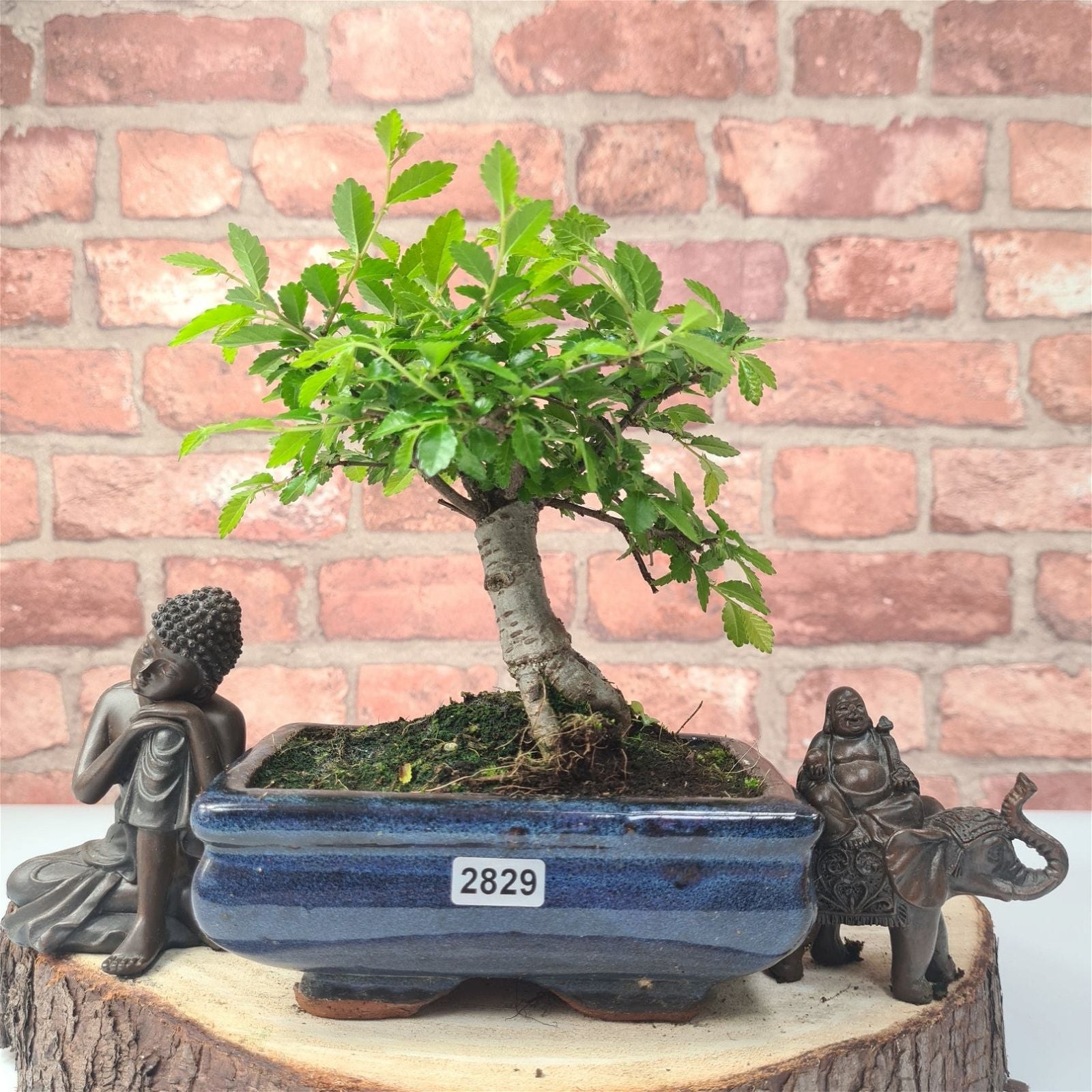 Chinese Elm (Ulmus Parvifolia) Bonsai Tree | Broom | In 15cm Pot  | S251976