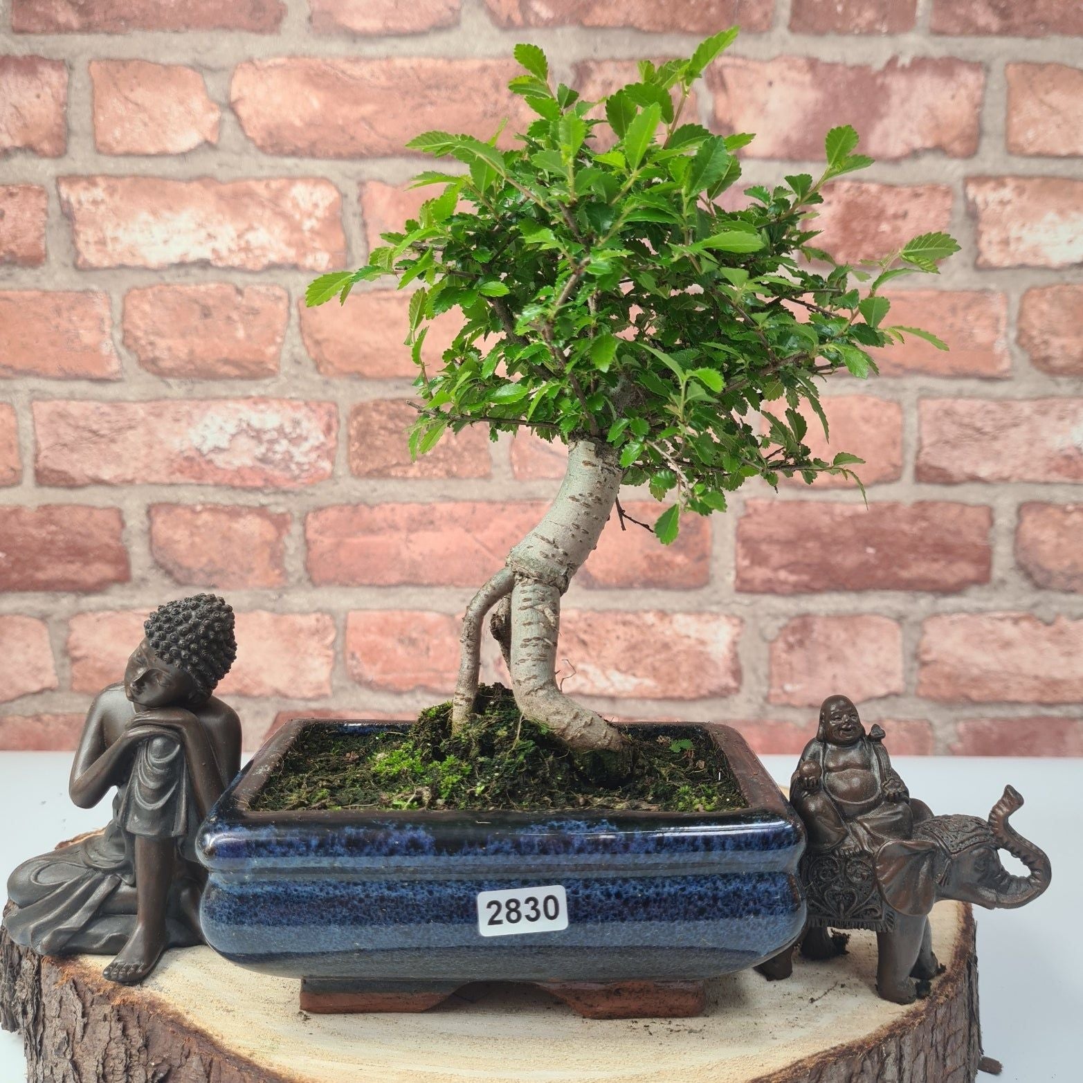 Chinese Elm (Ulmus Parvifolia) Bonsai Tree | Broom | In 15cm Pot  | S251976