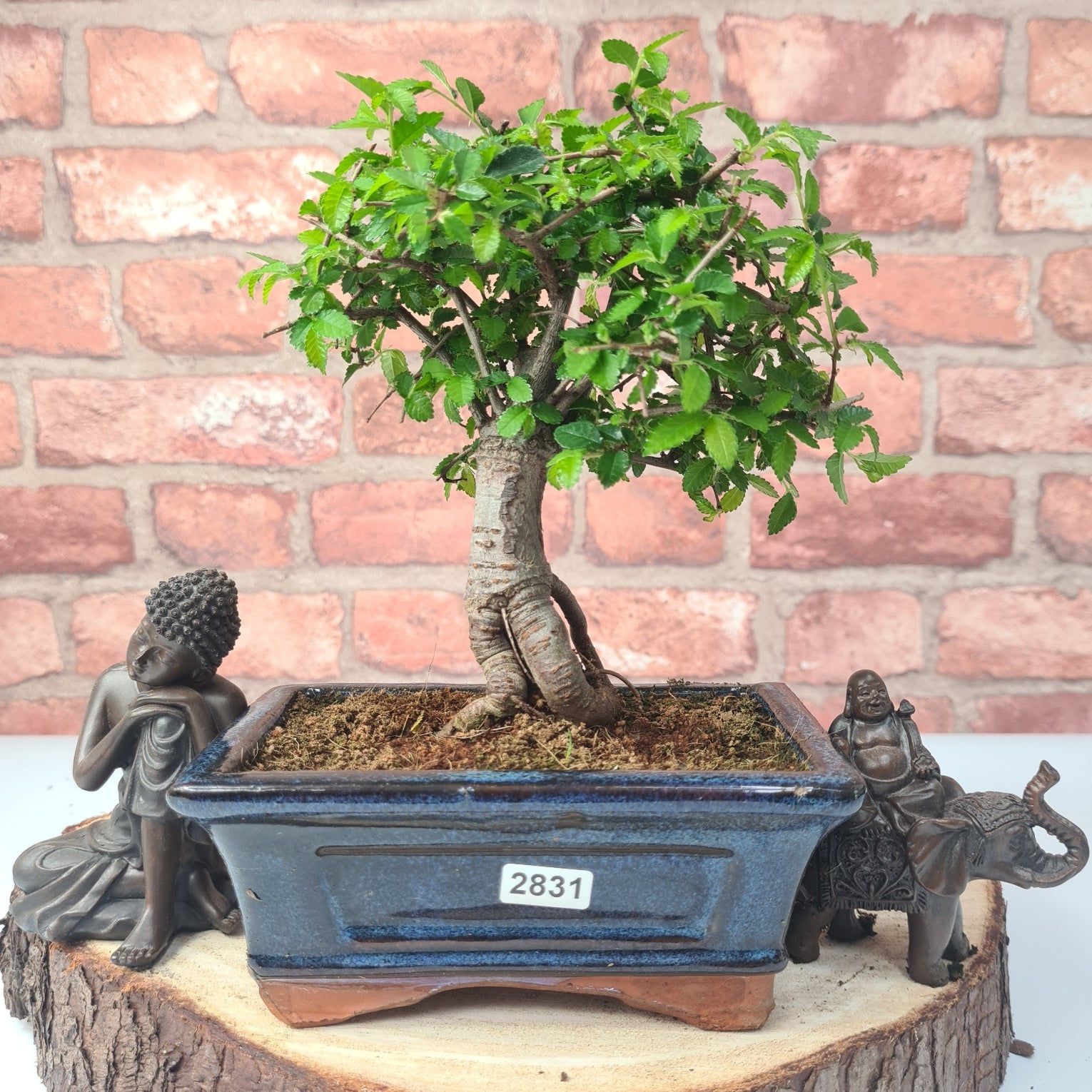Chinese Elm (Ulmus Parvifolia) Bonsai Tree | Broom | In 15cm Pot  | S251976