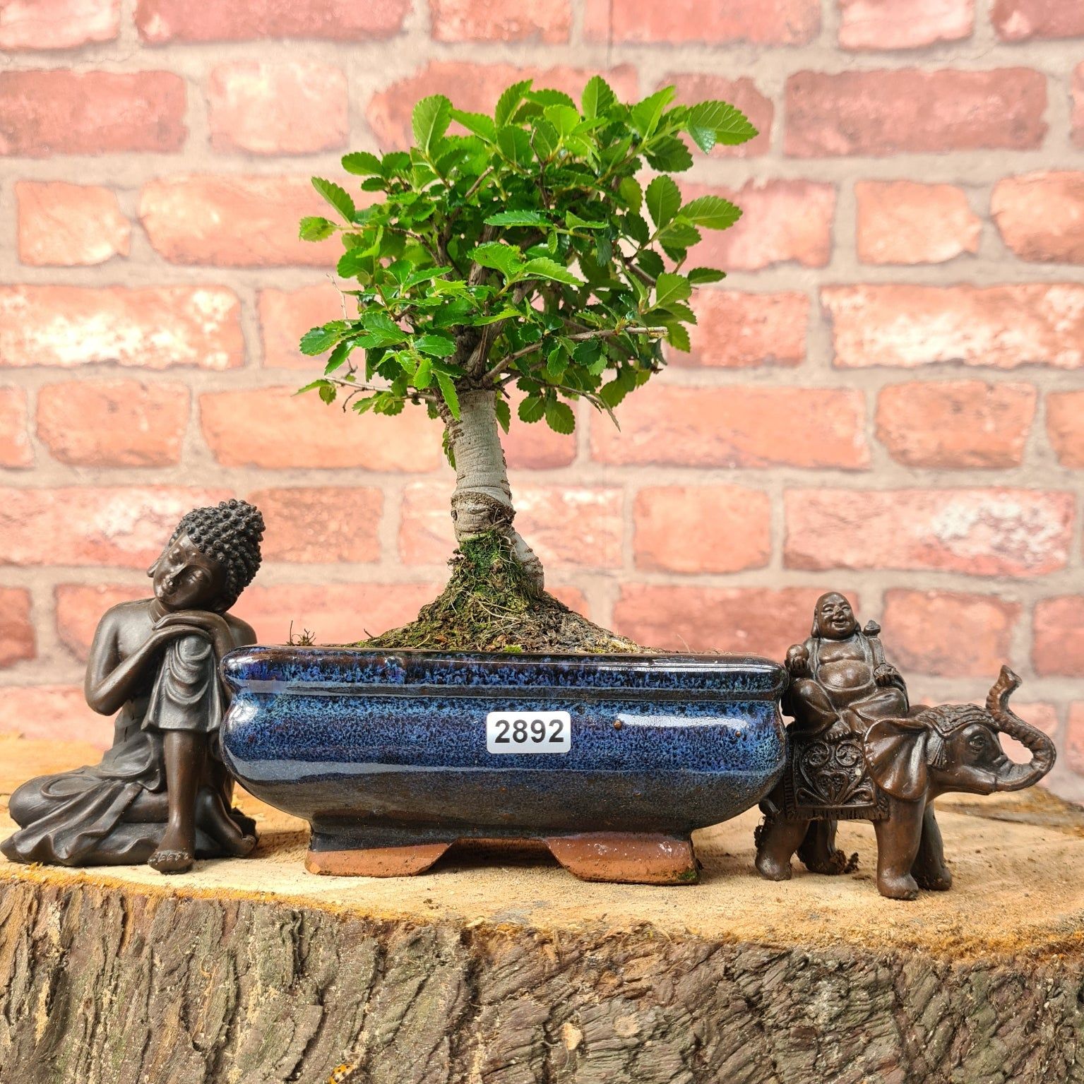 Chinese Elm (Ulmus Parvifolia) Bonsai Tree | Broom | In 15cm Pot  | S251976