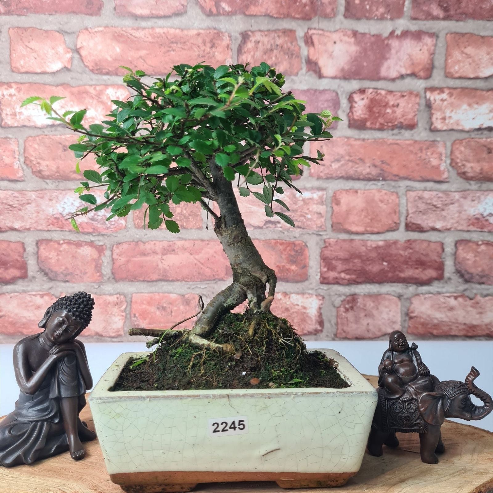 Chinese Elm (Ulmus Parvifolia) Bonsai Tree | Broom | In 15cm Pot  | S251976