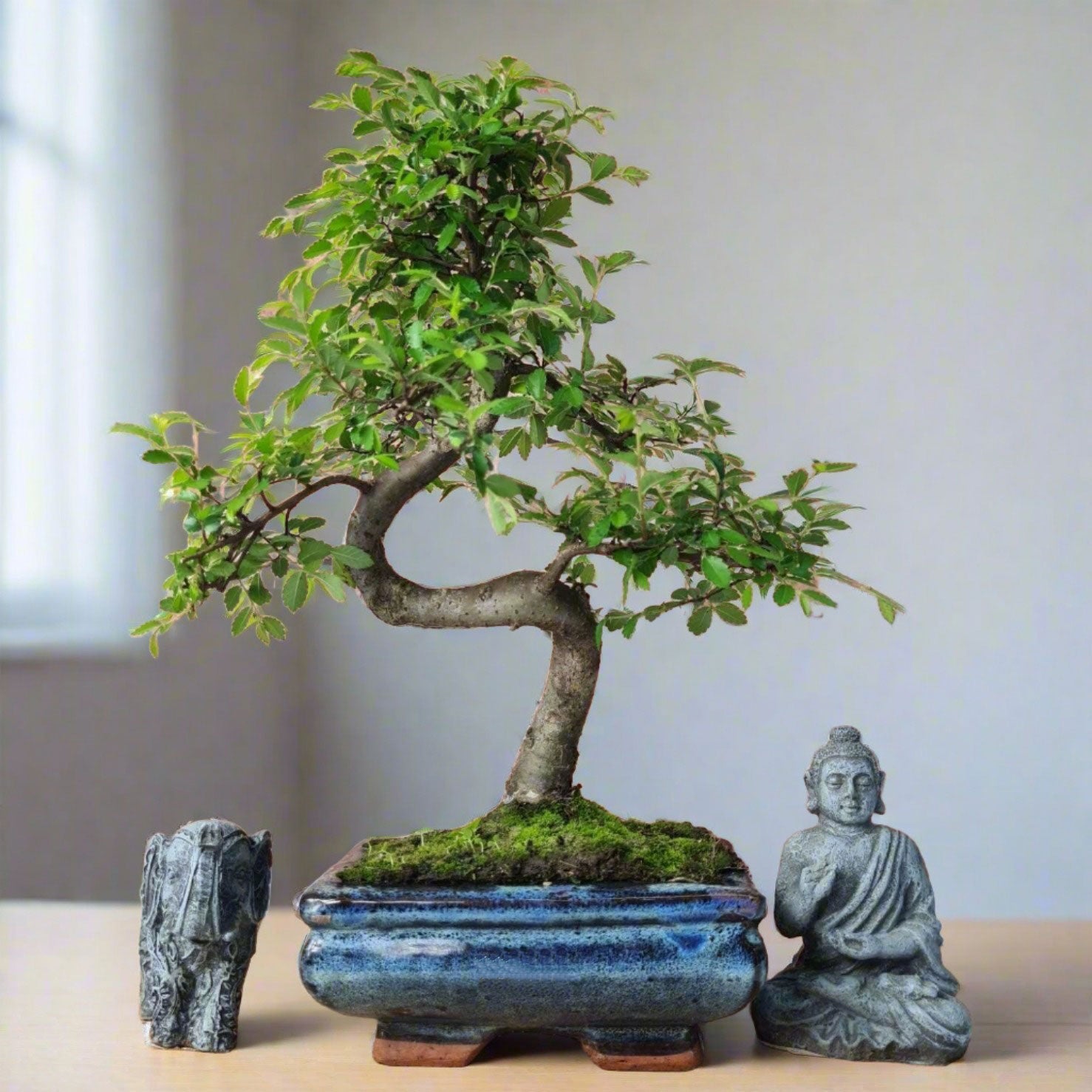 Chinese Elm (Ulmus Parvifolia) Bonsai Tree | Shaped | In 15cm Pot  | S251975